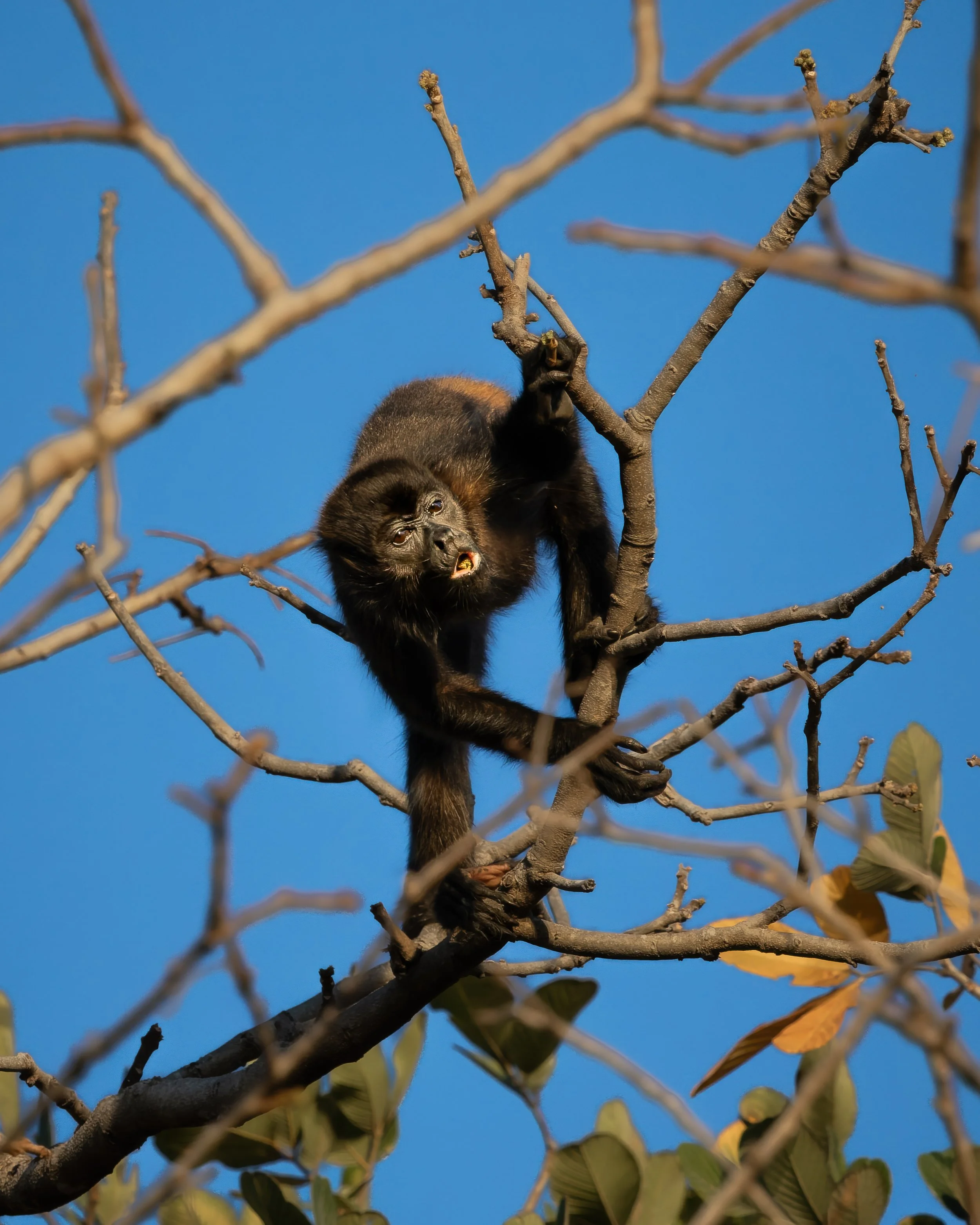 Mantled howler monkey climbing tree branches, Costa Rica