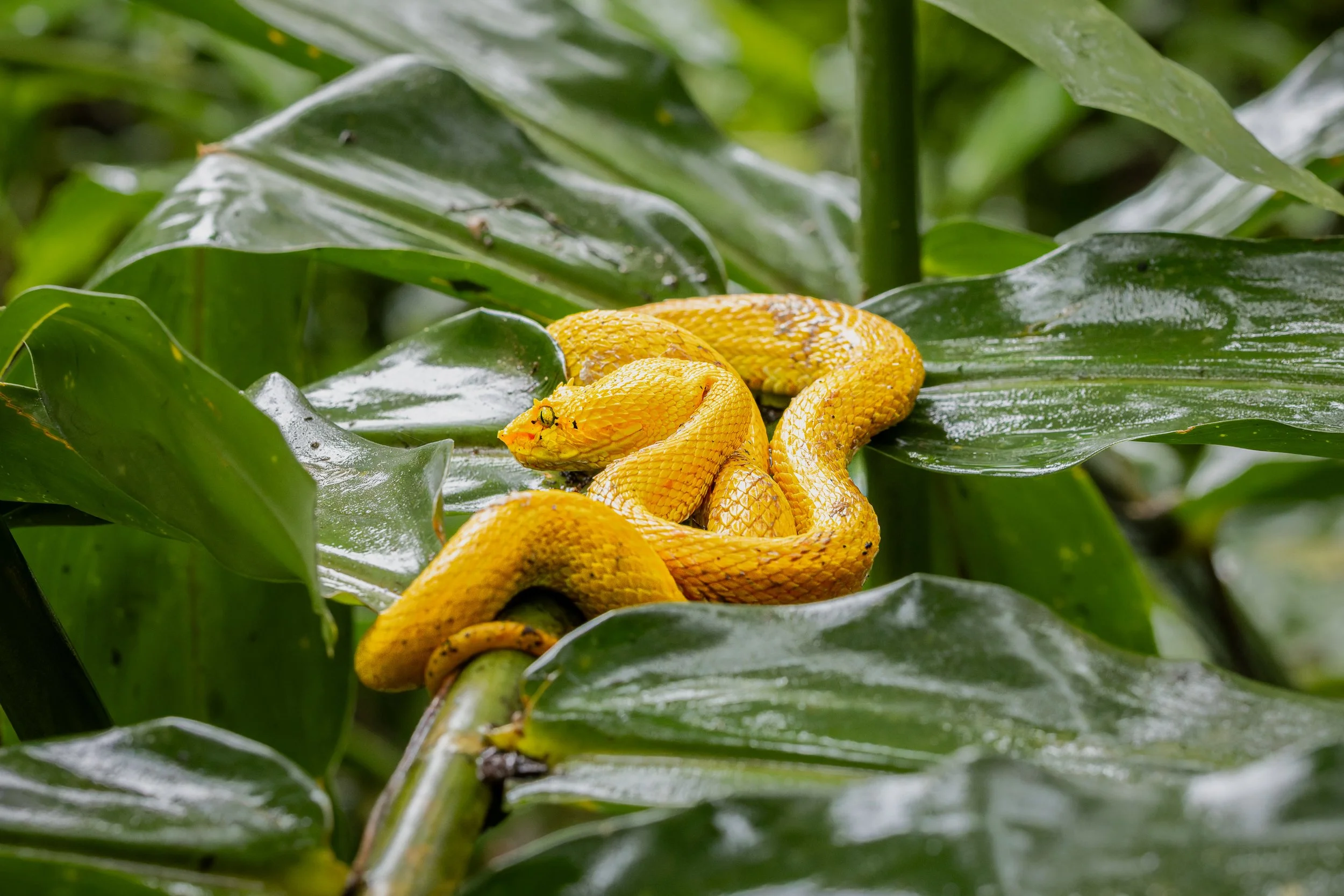 A yellow snake coiled on green leaves in a jungle setting.