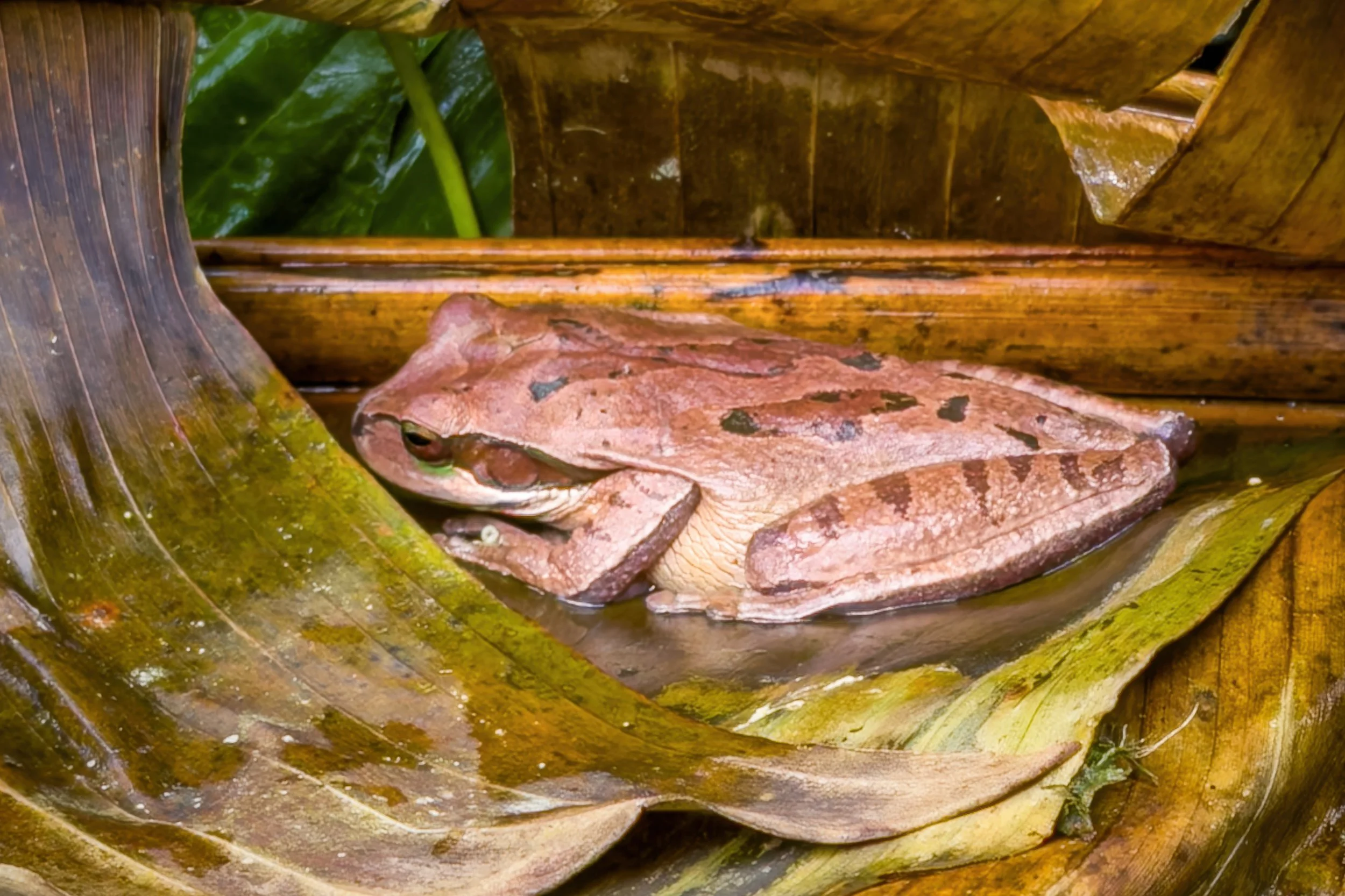 Brown tree frog in bromeliad leaf, Costa Rica
