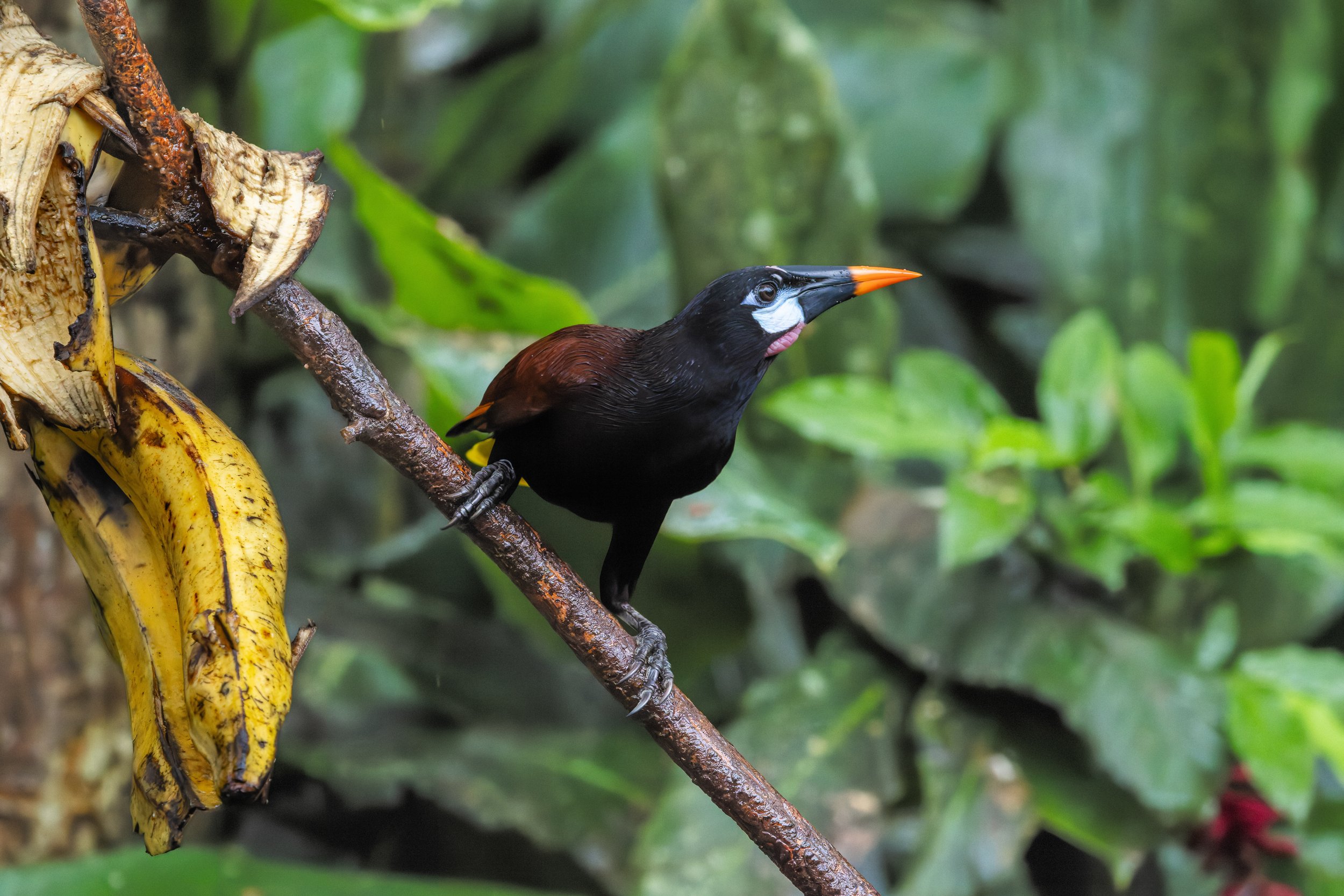 Montezuma oropendola feeding on bananas, Costa Rica