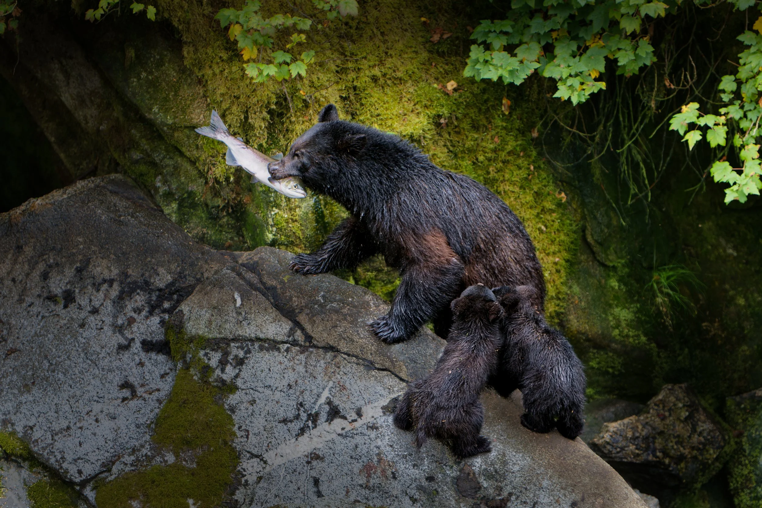 A black bear with brown patches on its side is on rocks near a mossy ledge, holding a fish in its mouth while two bear cubs stand on the rock, trying to get the fish.