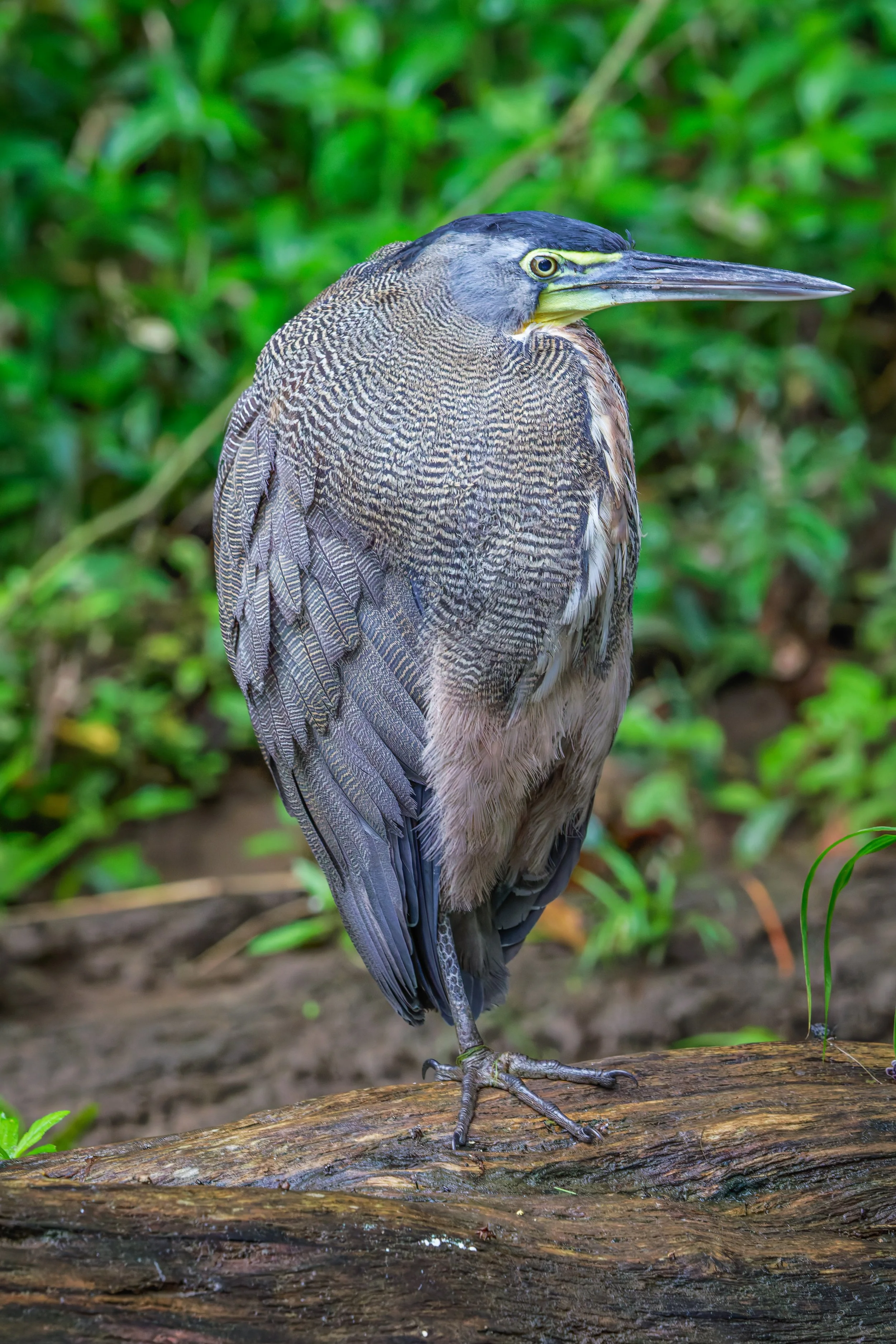 A bird perched on a log in a lush green forest, with detailed, patterned feathers, a long beak, and yellow eyes.