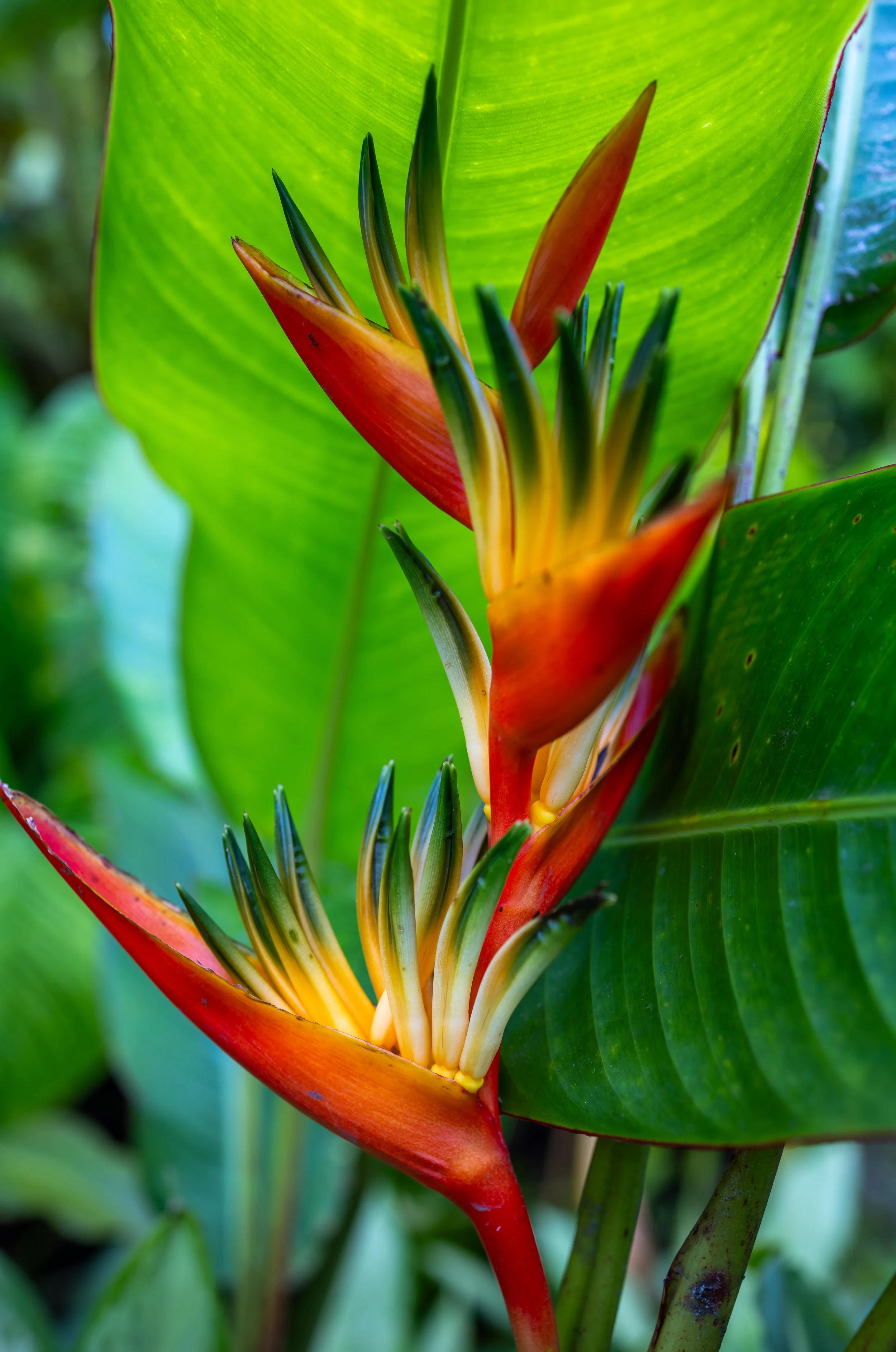 Heliconia flower cluster, Costa Rica