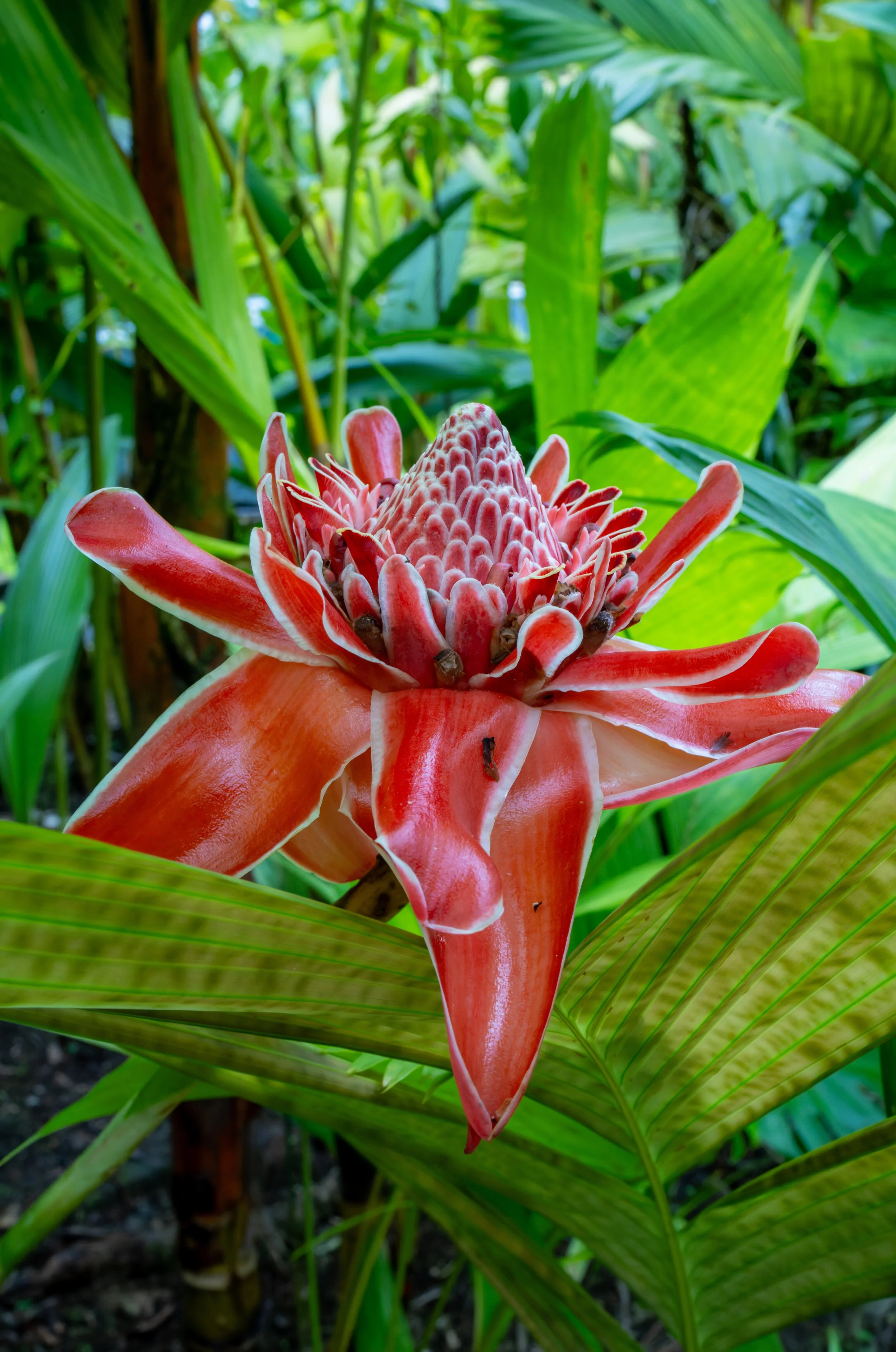 Torch ginger flower in full bloom, Costa Rica
