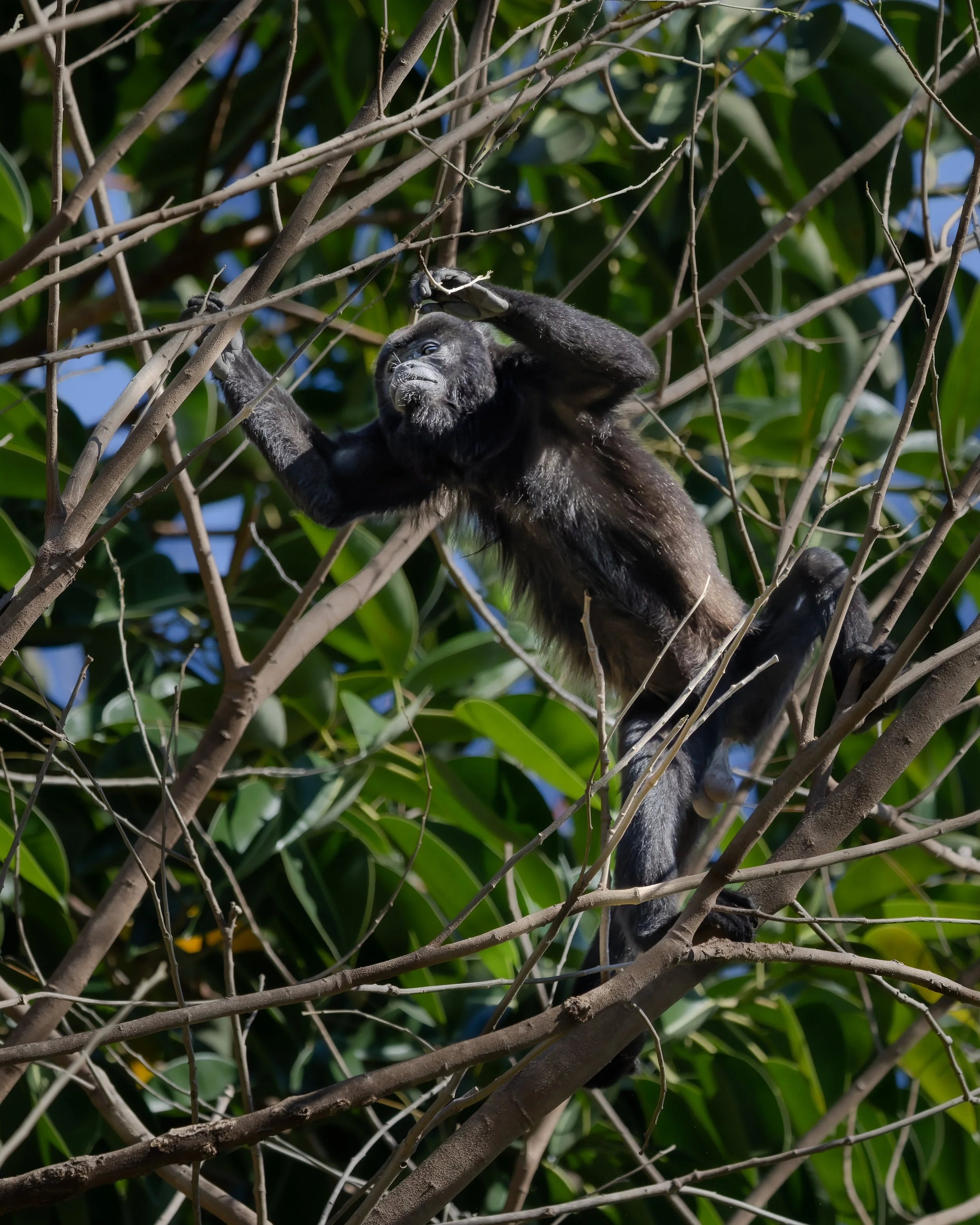 Mantled howler monkey climbing branches in rainforest canopy, Costa Rica