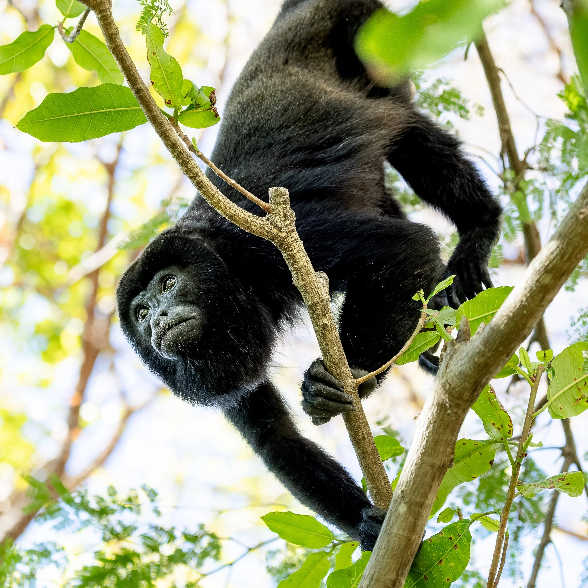 A black gorilla hanging from tree branches in a forest with green leaves and sunlight filtering through.