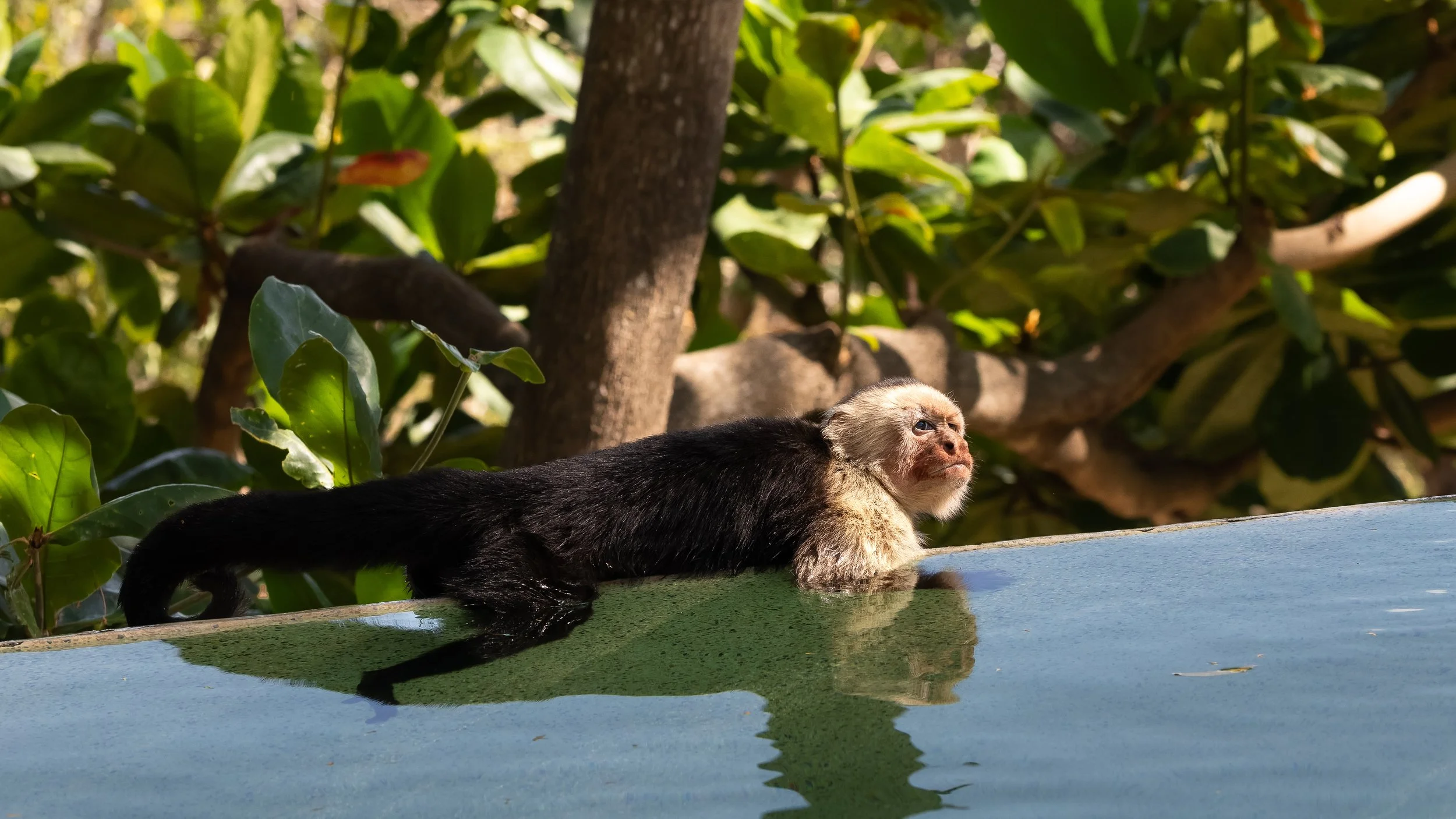 A capuchin monkey lying on the edge of a reflective water surface outdoors, surrounded by green leaves and tree branches.