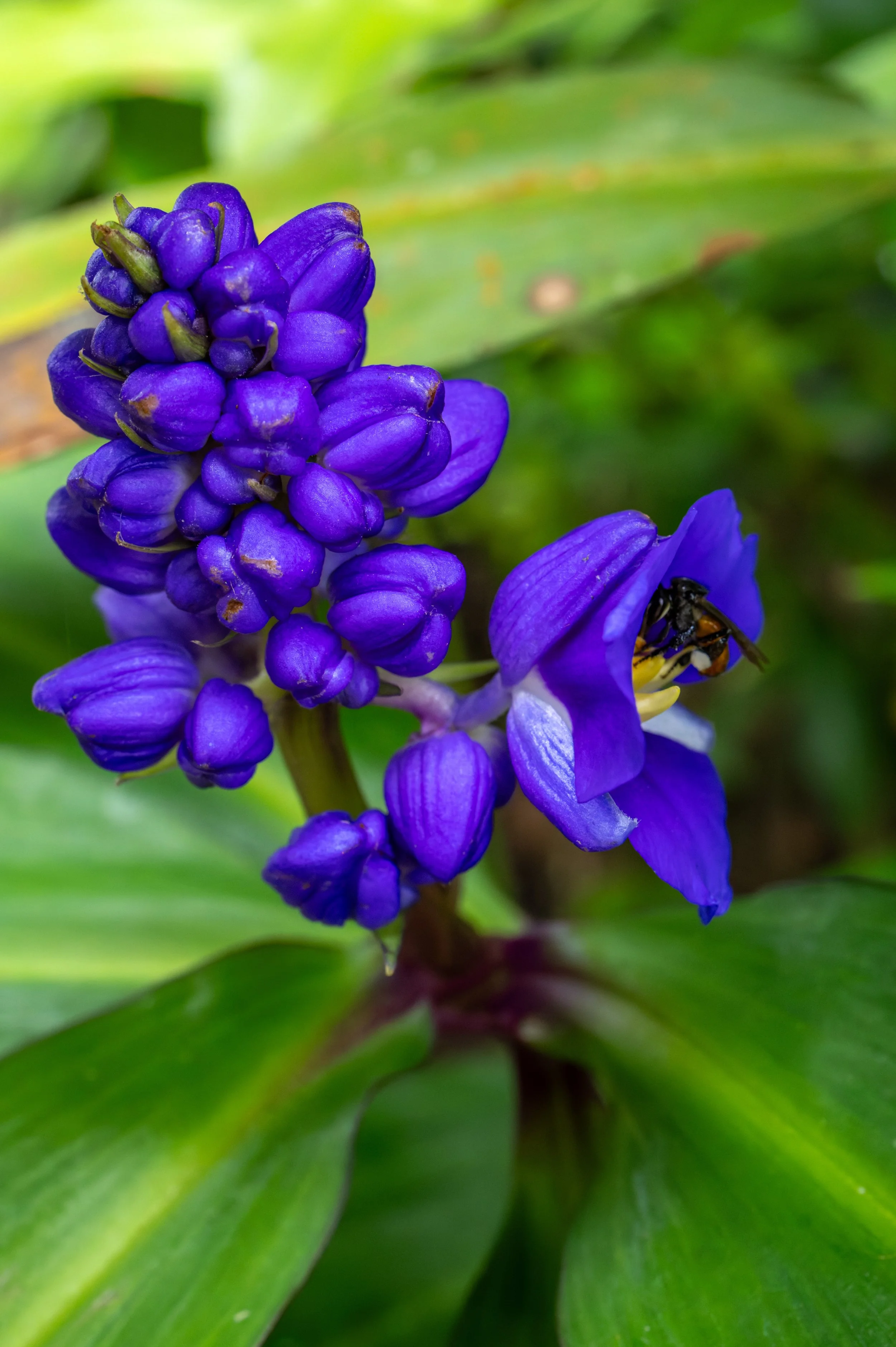 Purple tropical flower with bee pollinating, Costa Rica