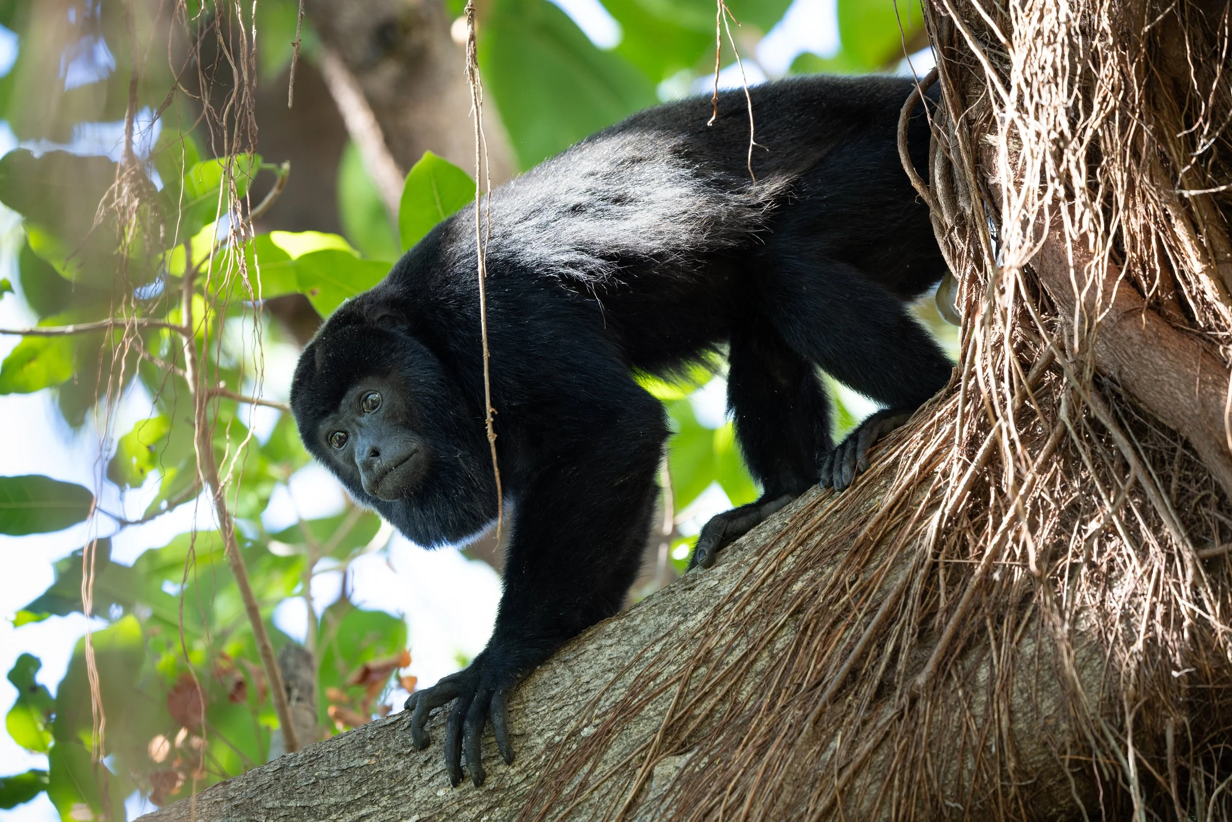 Young black howler monkey climbing a tree branch in a lush green forest.