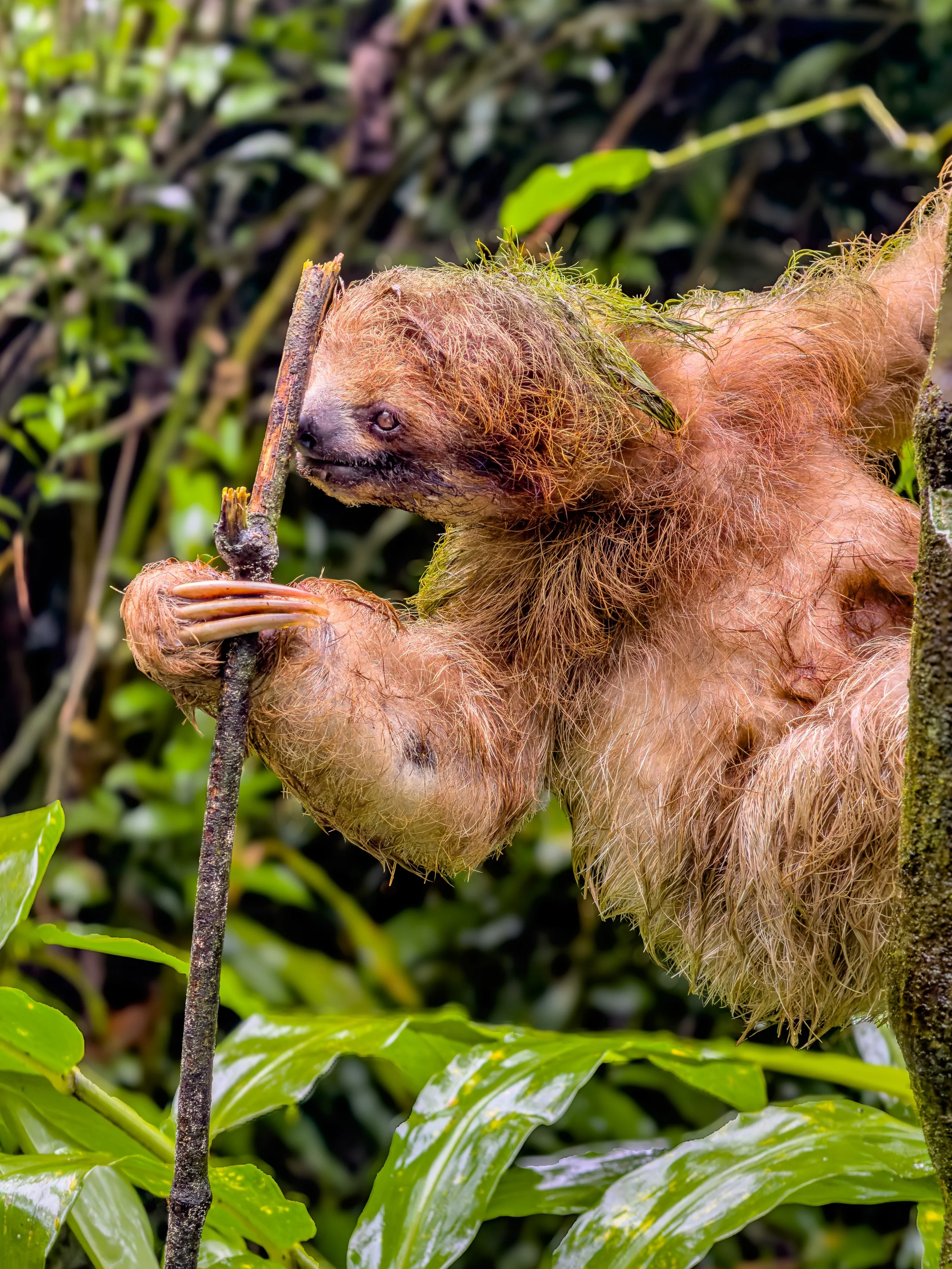 A baby sloth hanging from a tree branch in a rainforest.