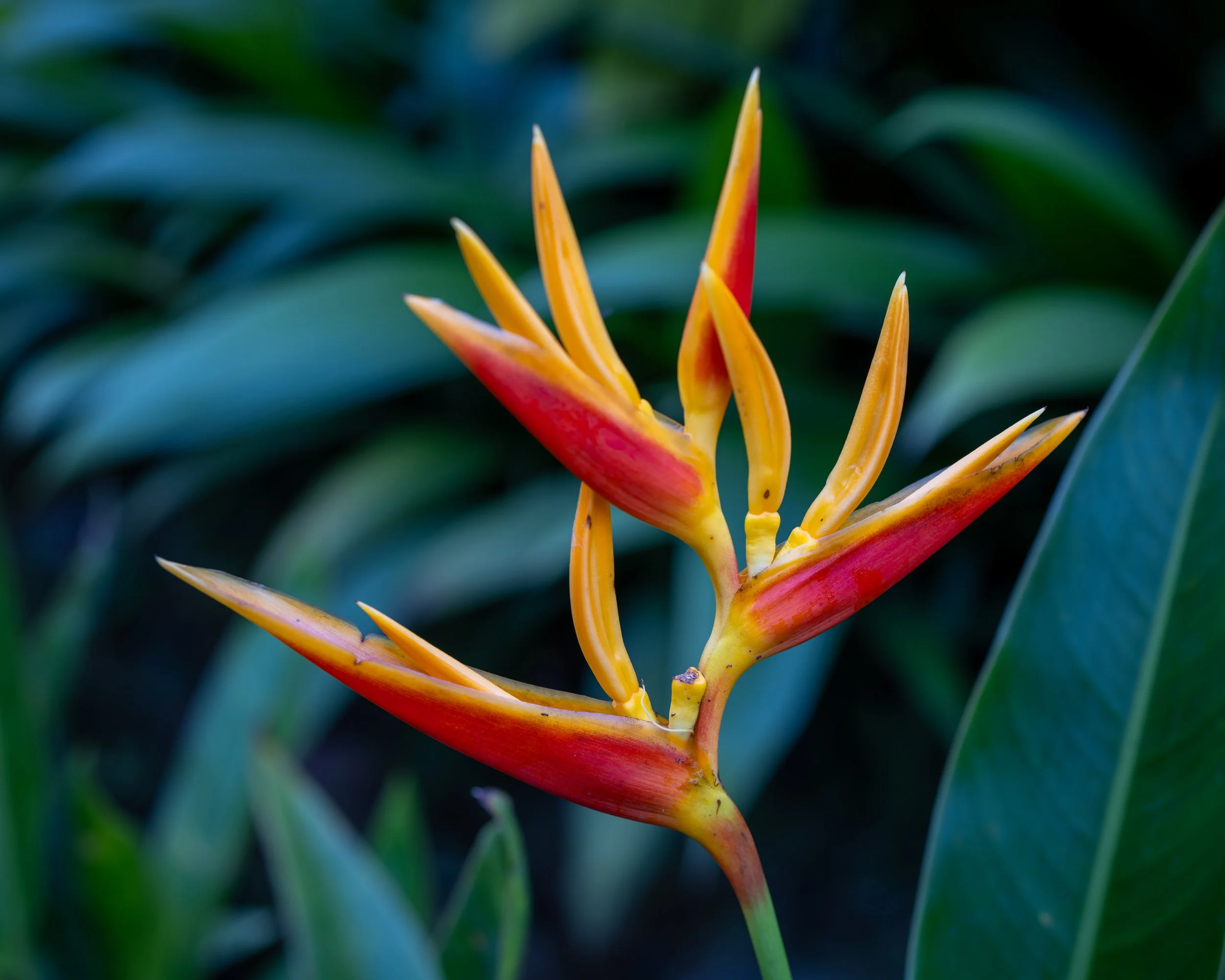 Heliconia flower in bloom, Costa Rica