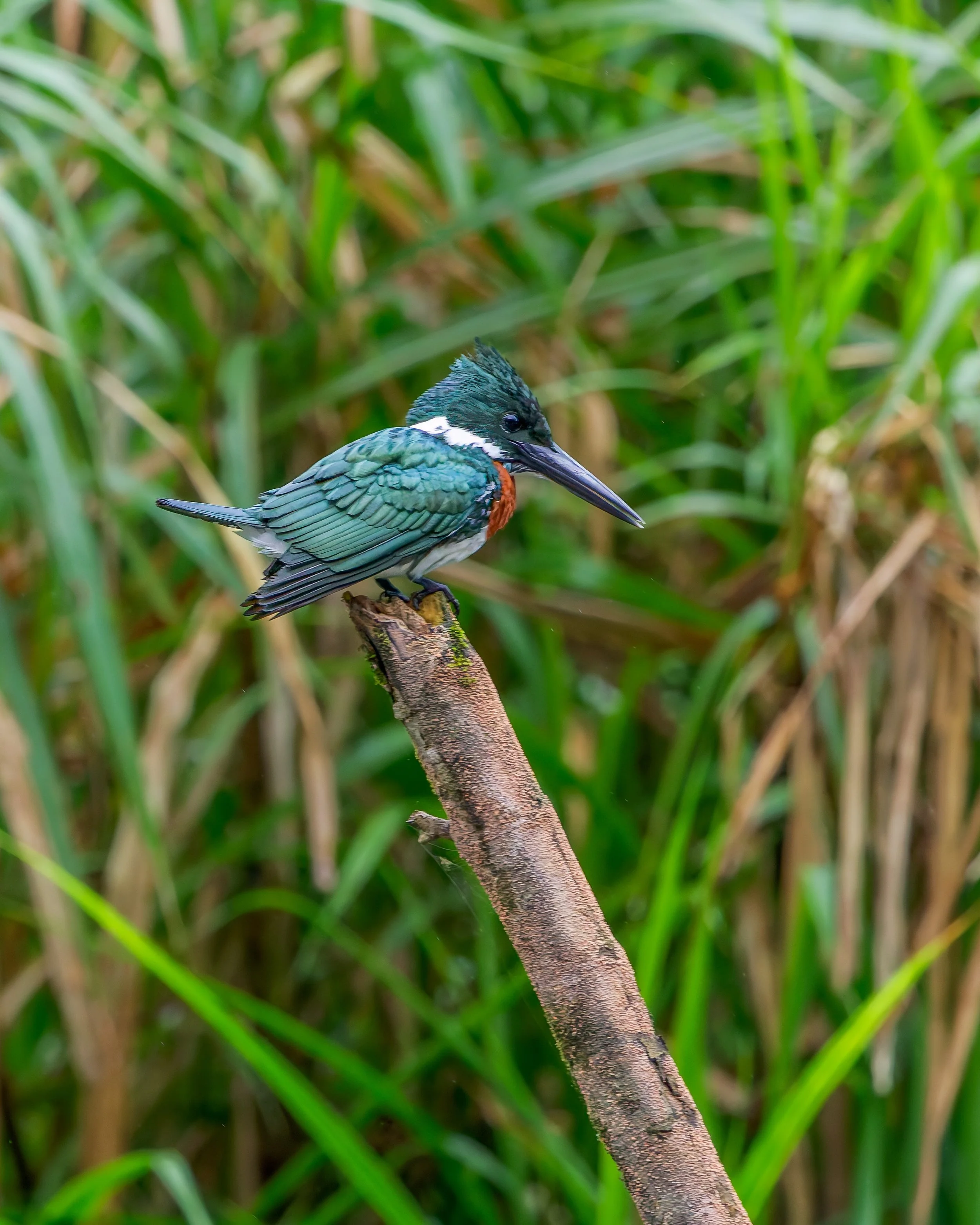 Green kingfisher perched on branch, Costa Rica