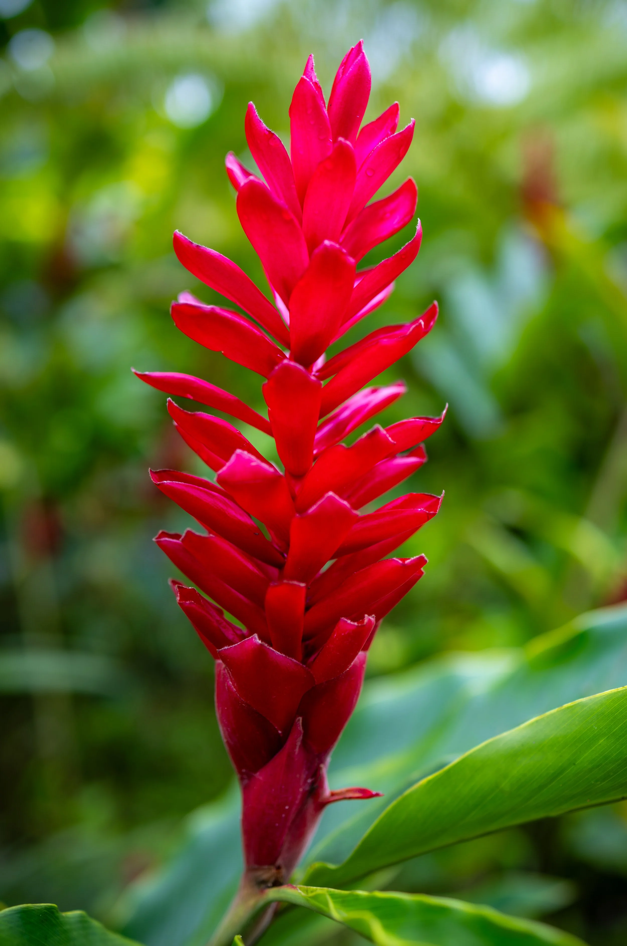 A close-up of a red tropical flower with green leaves in the background.