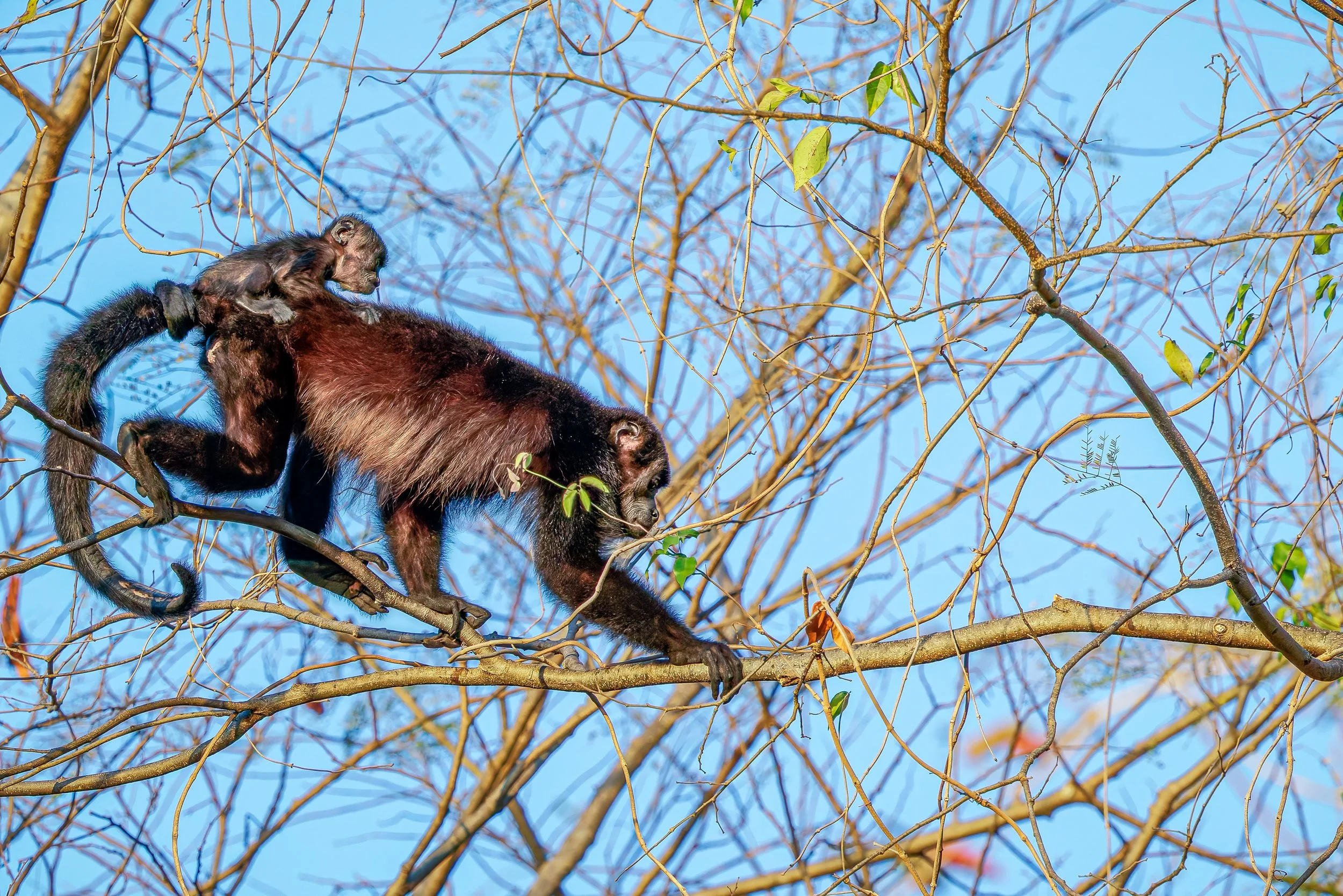 Mantled howler monkey carrying infant on back in tree, Costa Rica