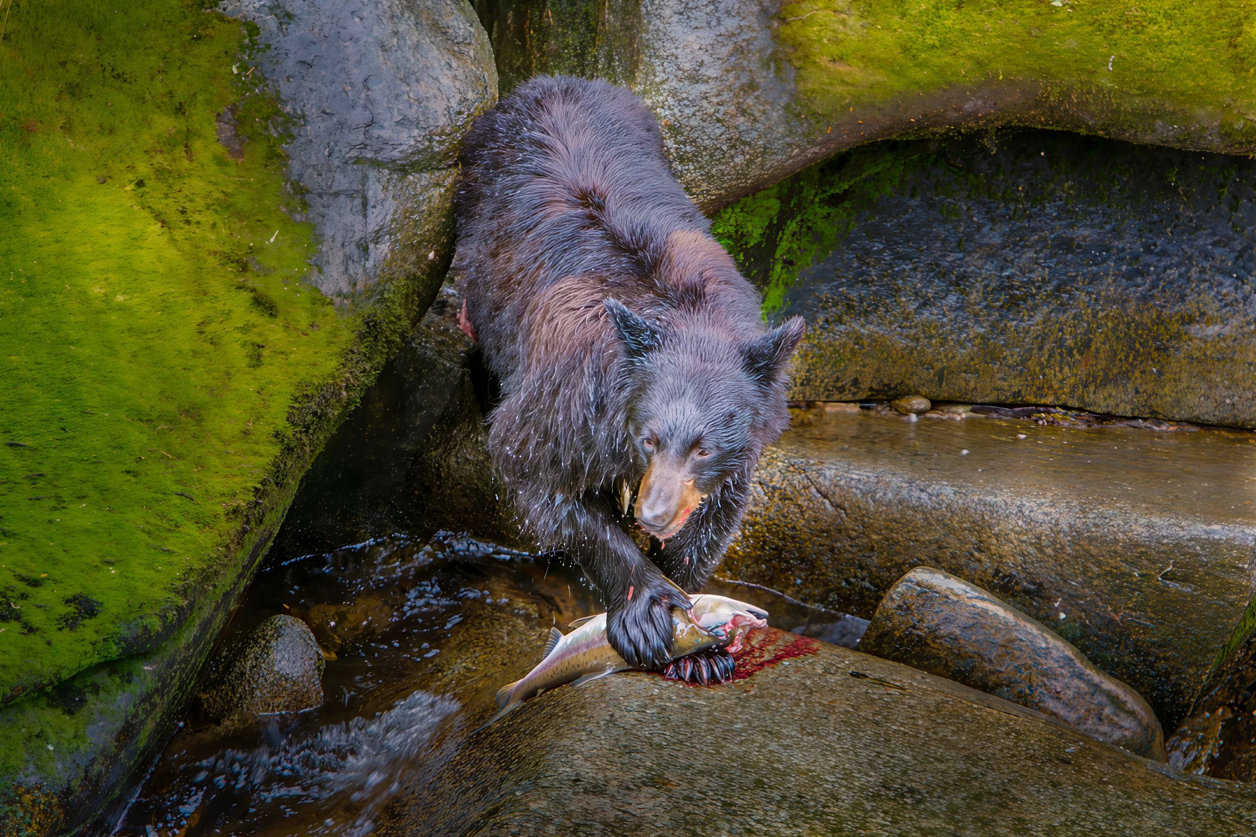 Black bear catching fish, Anan Creek, Alaska