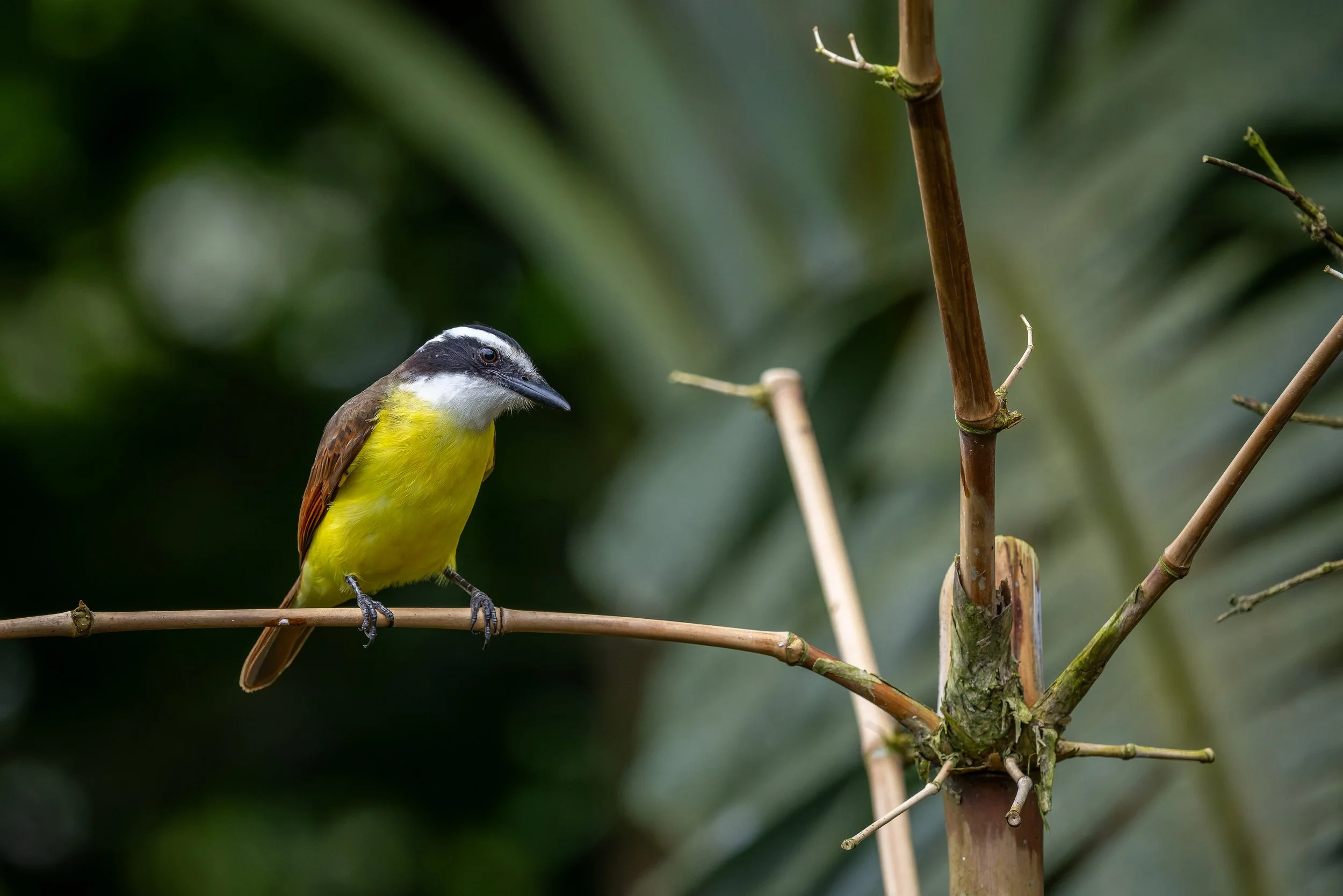 Great kiskadee perched on branch, Costa Rica