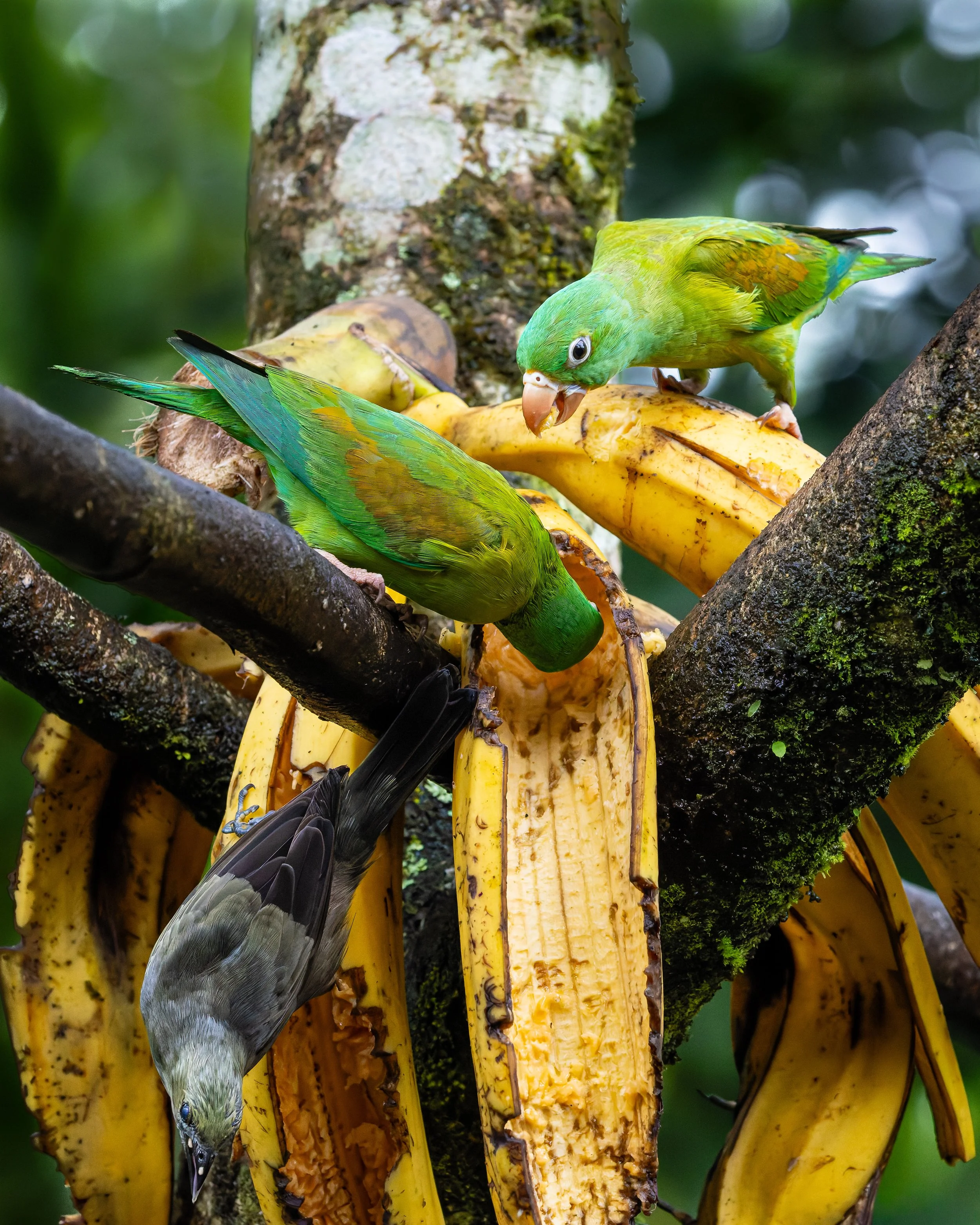 Green parakeets feeding on bananas, Costa Rica