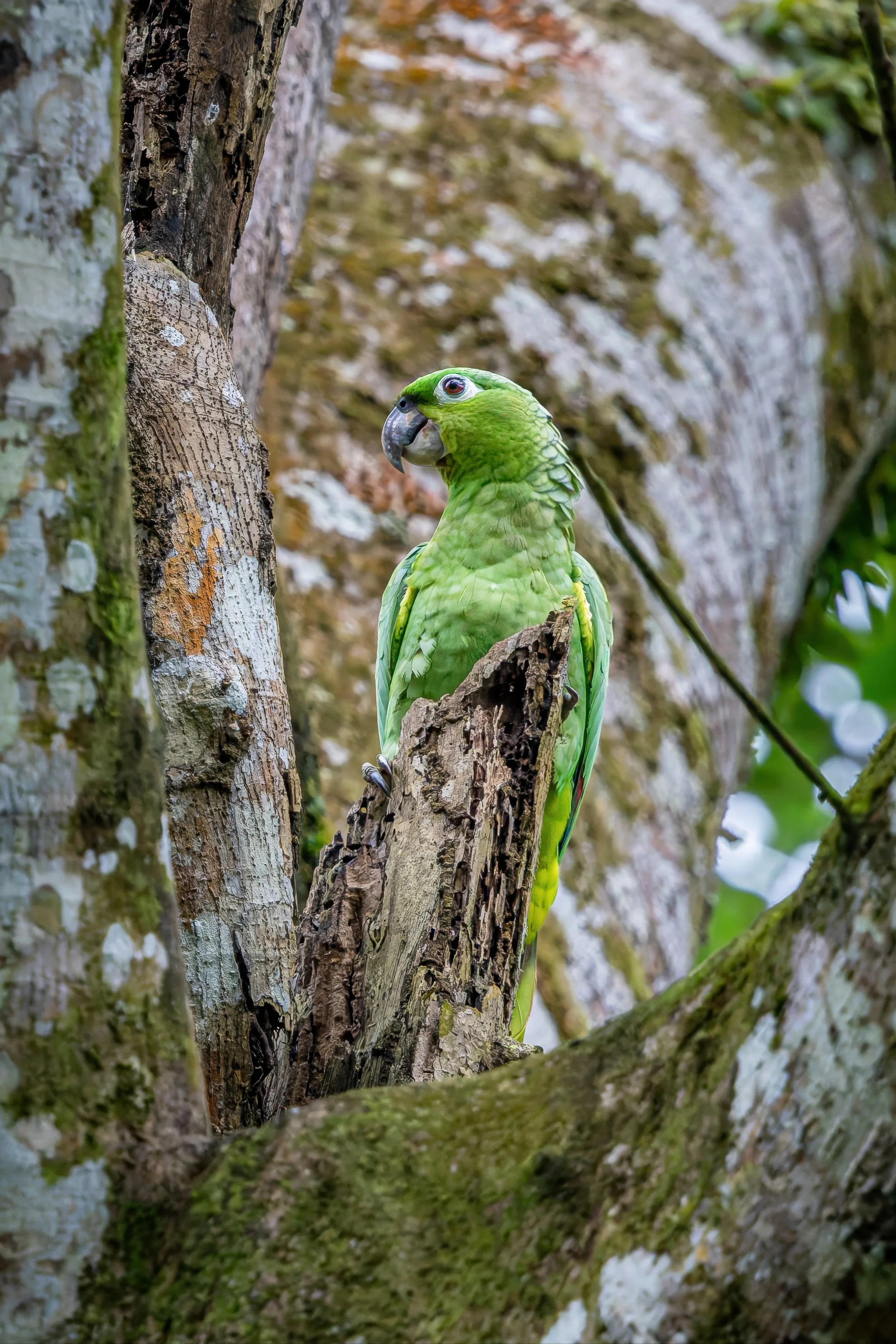 Mealy Amazon parrot perched in tree cavity, Costa Rica