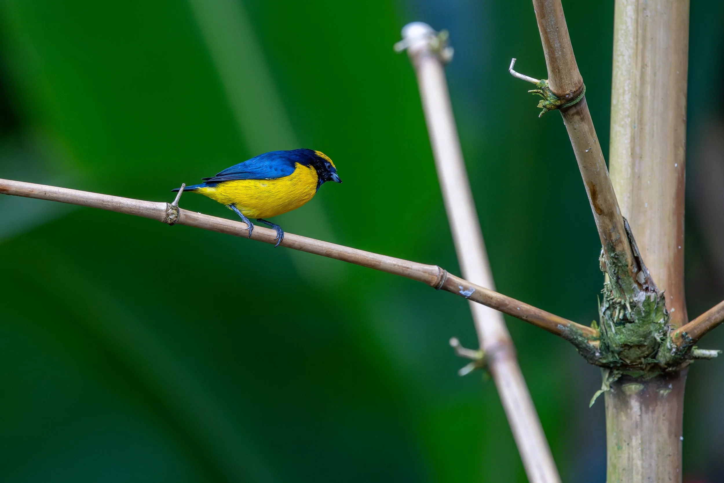Yellow-and-blue tanager perched on bamboo, Costa Rica