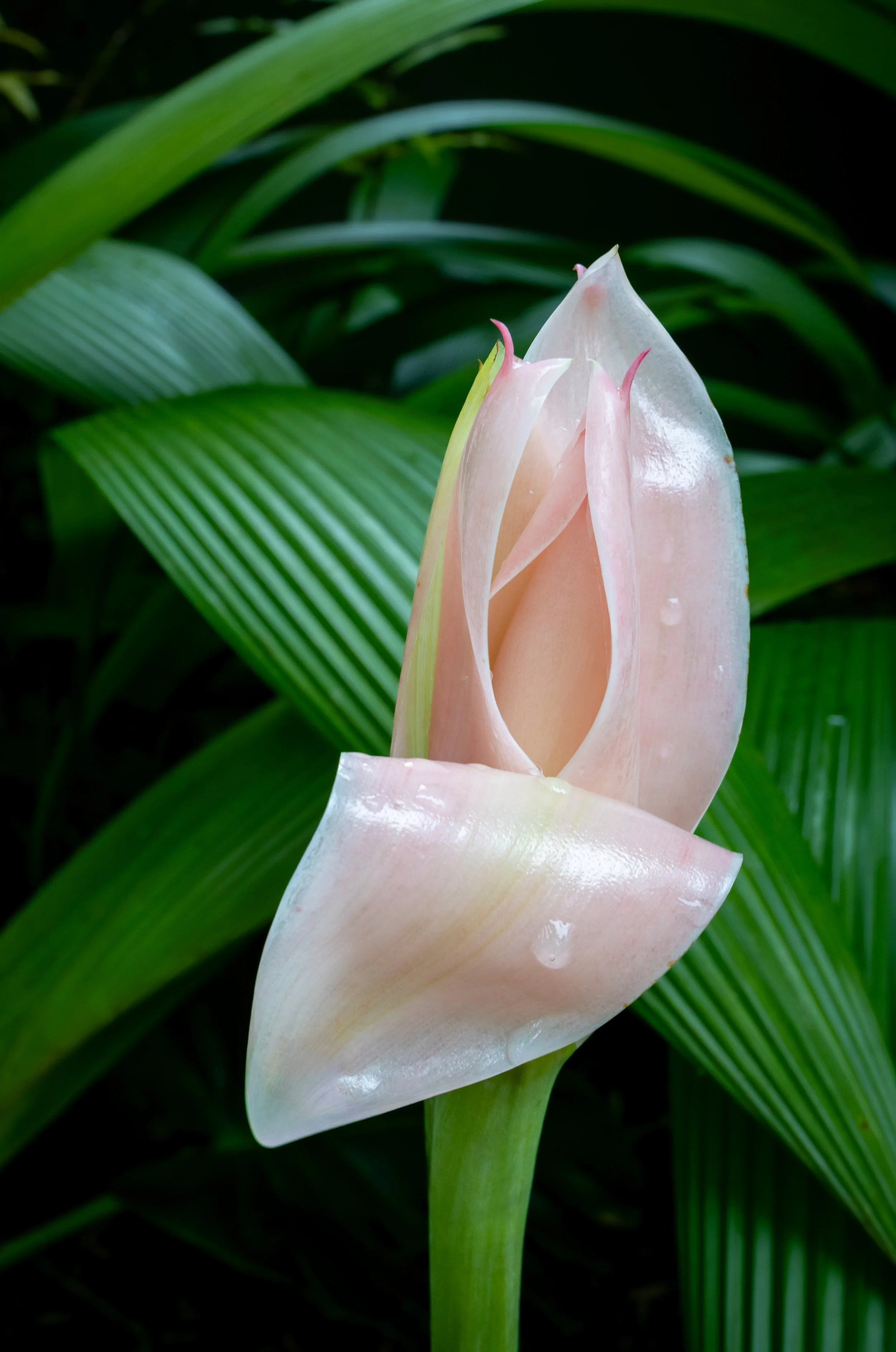 Close-up of a pale pink banana flower with green leaves in the background.