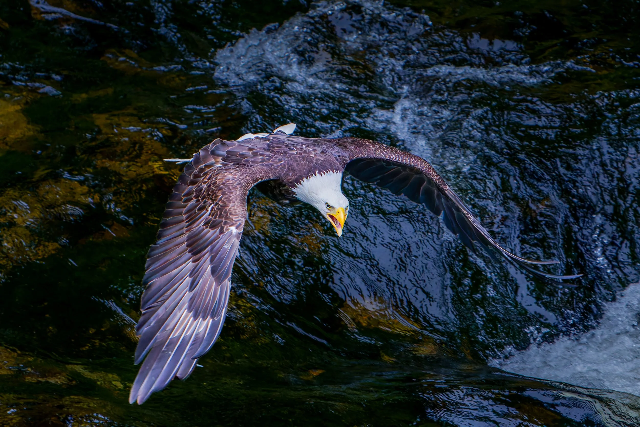 An American bald eagle flying low over water with wings spread wide, looking directly at the camera.
