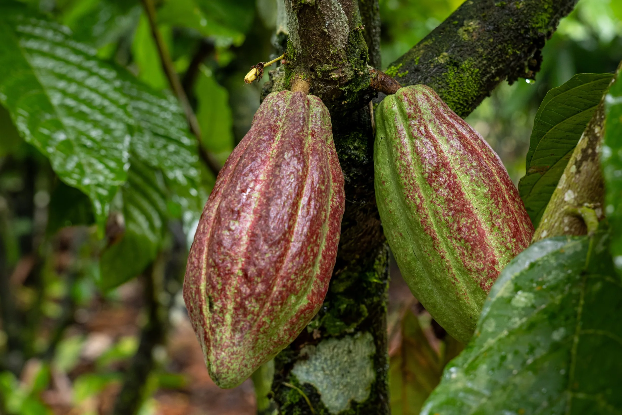 Two ripe cacao pods on a tree with green leaves in a rainforest setting.