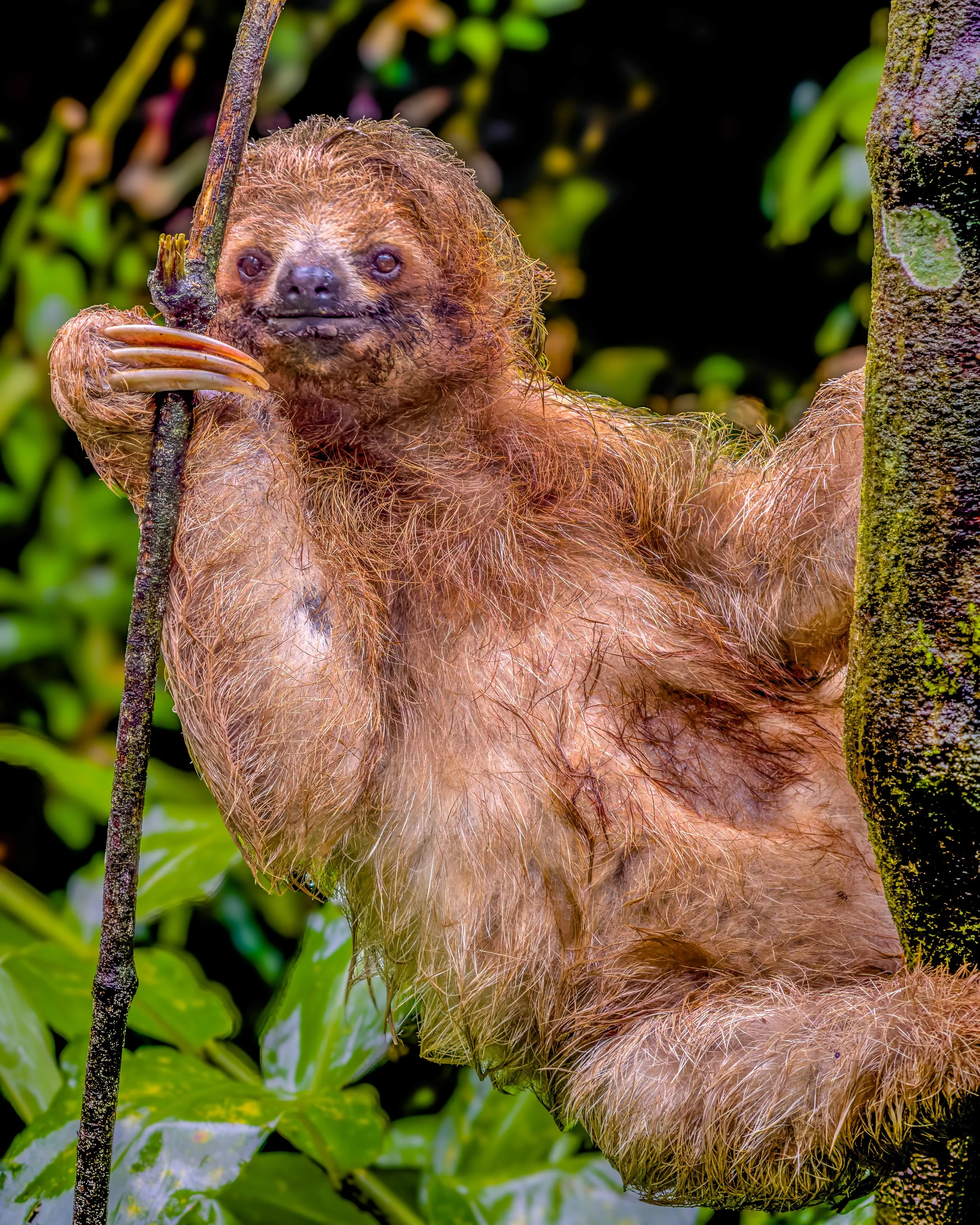 A wet orangutan holding a tree branch in a lush green forest.