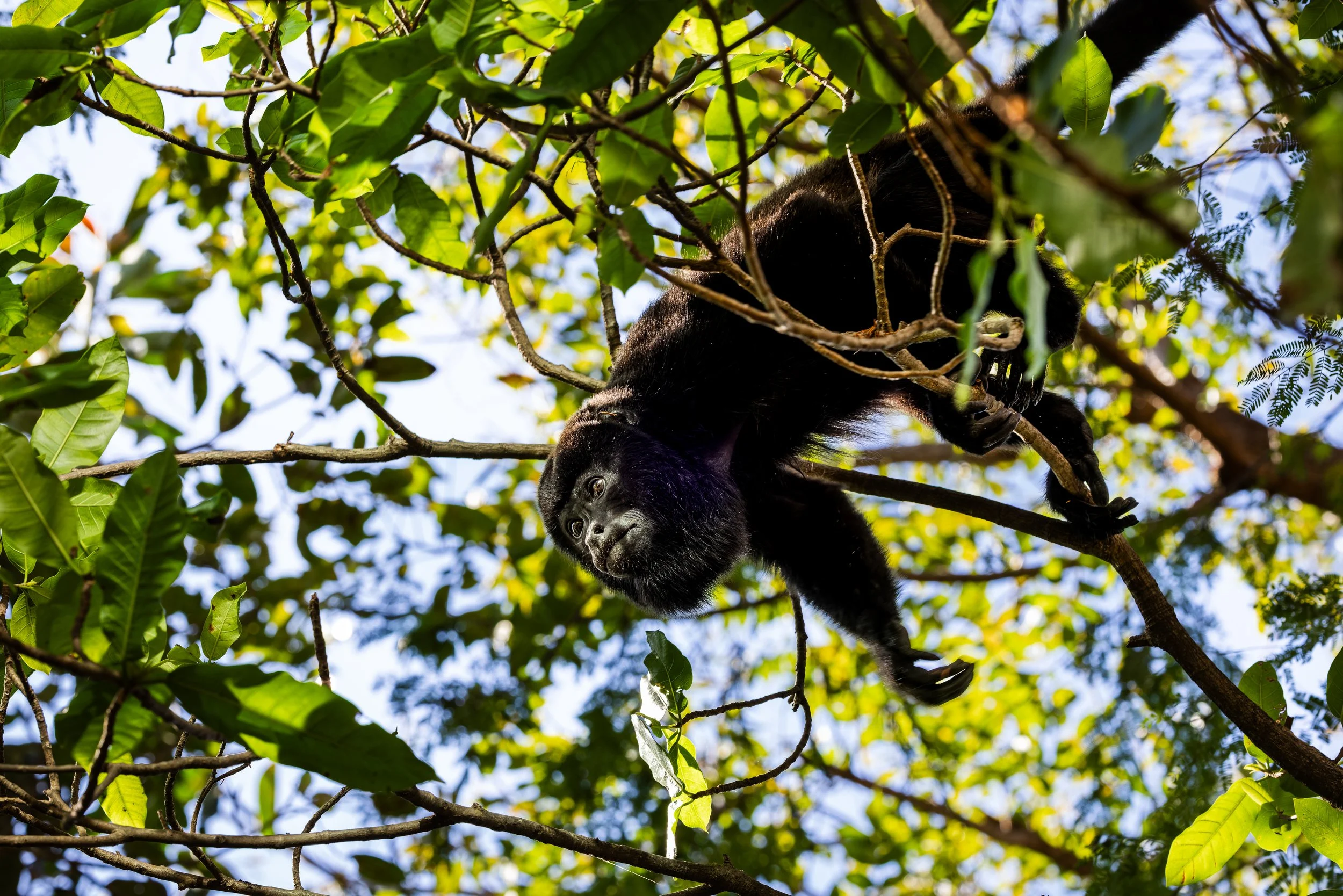 Mantled Howler Monkey in Tropical Tree Canopy, Costa Rica