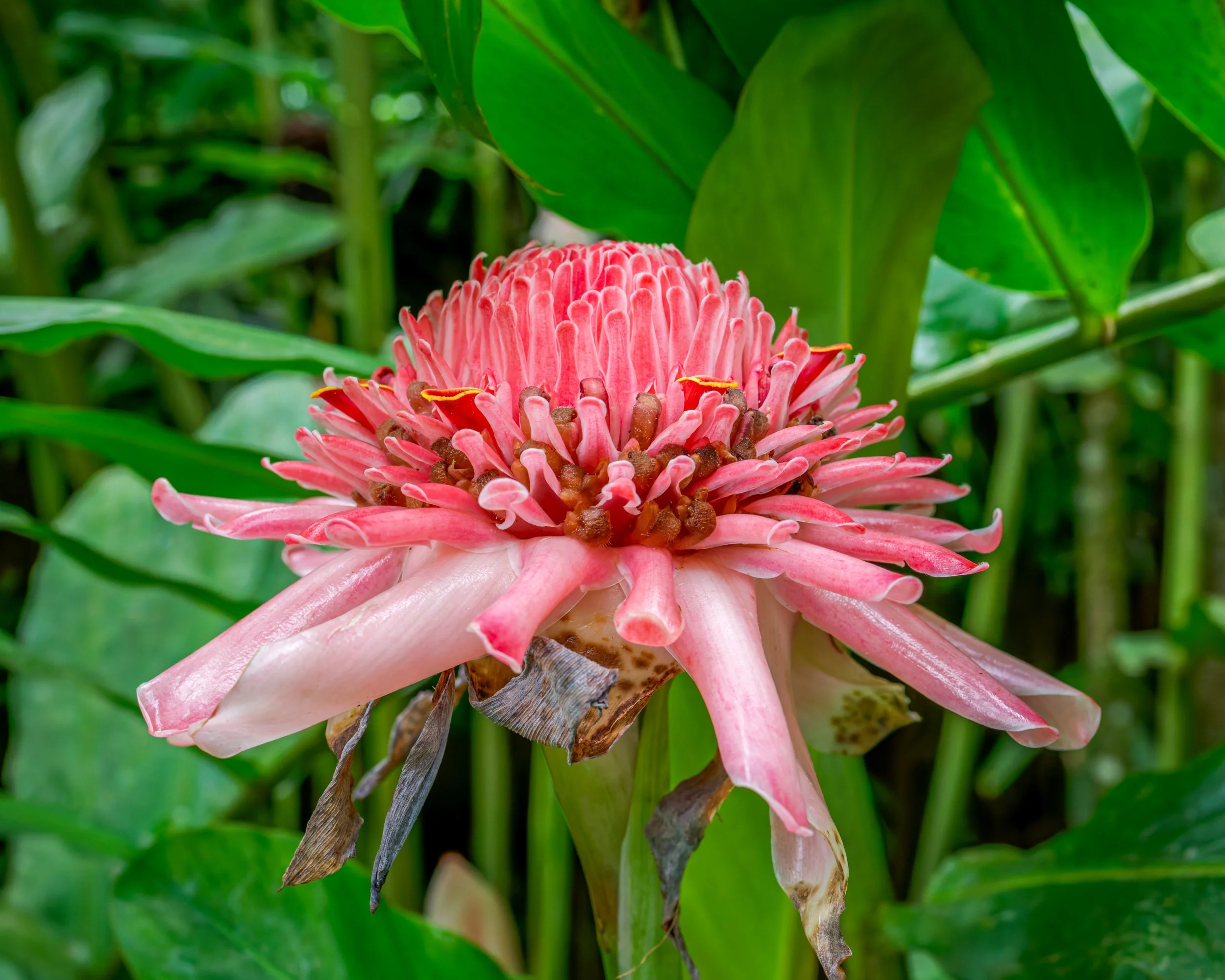 Pink torch ginger flower, Costa Rica