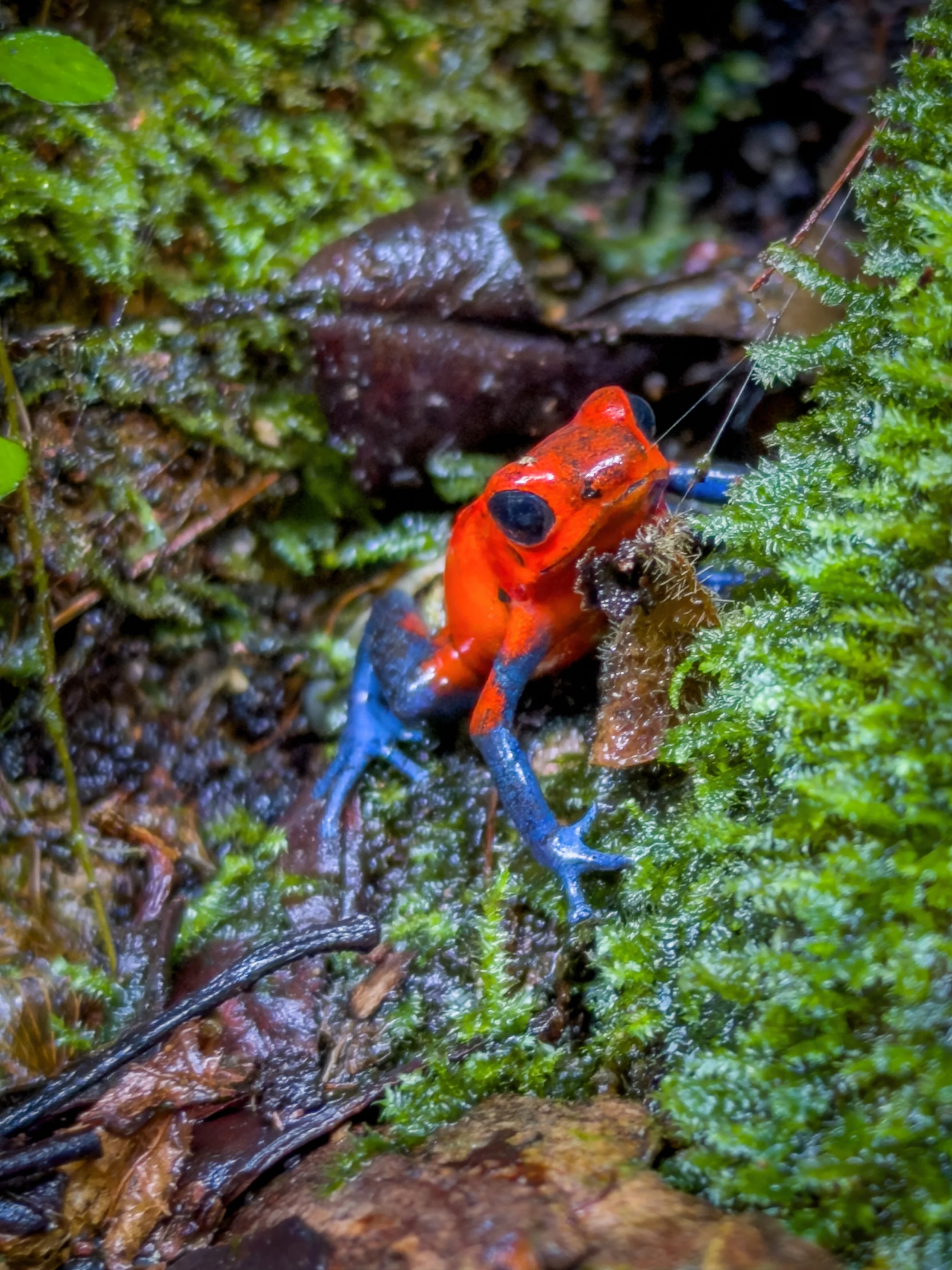 A brightly colored frog with red and blue skin and striking black eyes crawling on moss and leaves in a damp forest environment.
