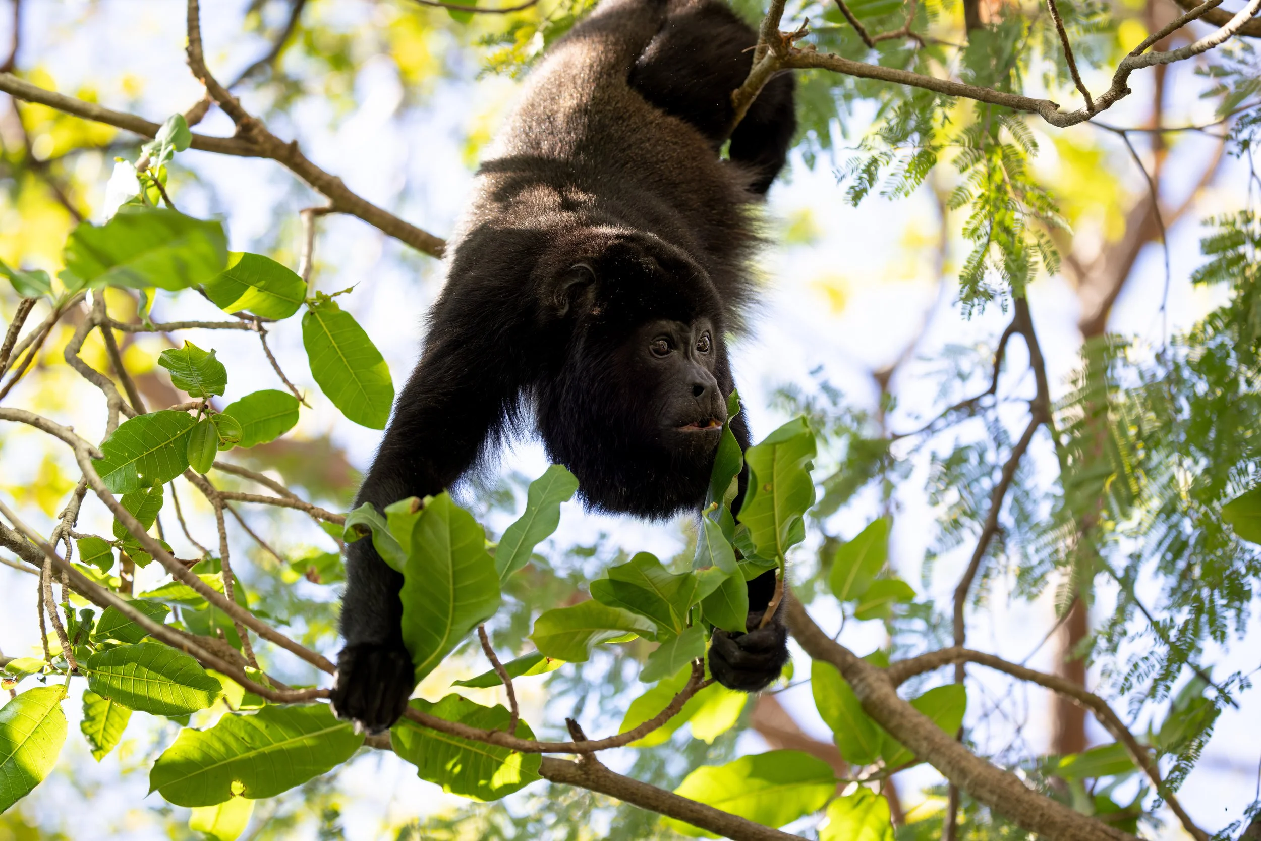 Black howler monkey in rainforest canopy, Costa Rica