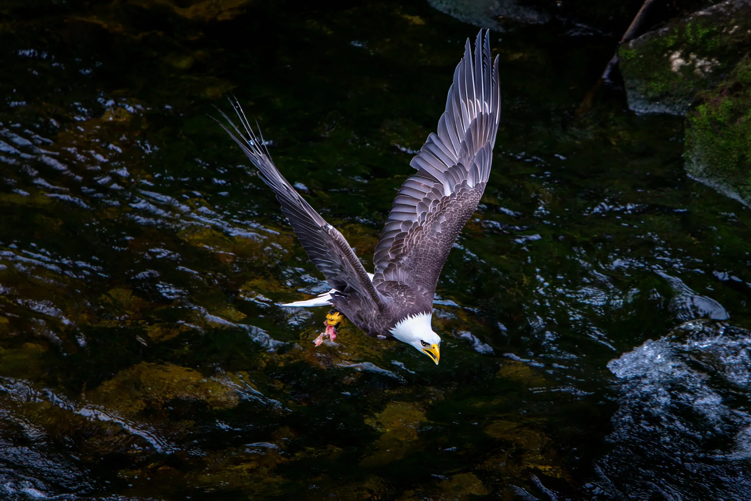 Bald eagle catching fish, Anan Creek, Alaska
