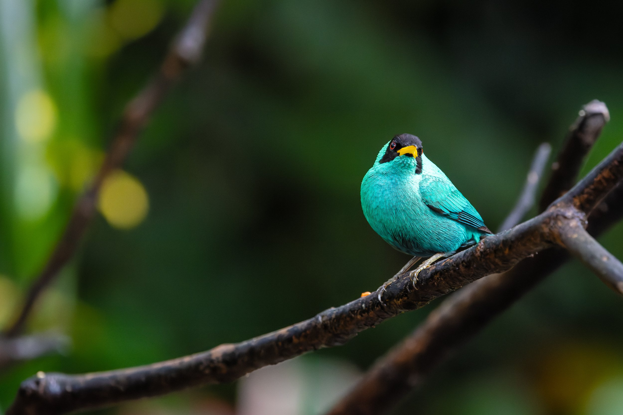A vibrant turquoise bird with a black head and yellow beak perched on a dark tree branch, with a blurred green natural background.