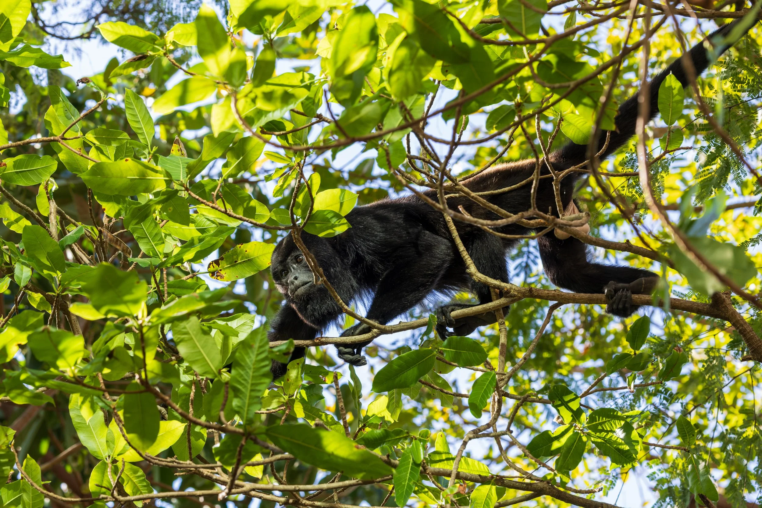 Mantled howler monkey partially hidden in rainforest canopy, Costa Rica