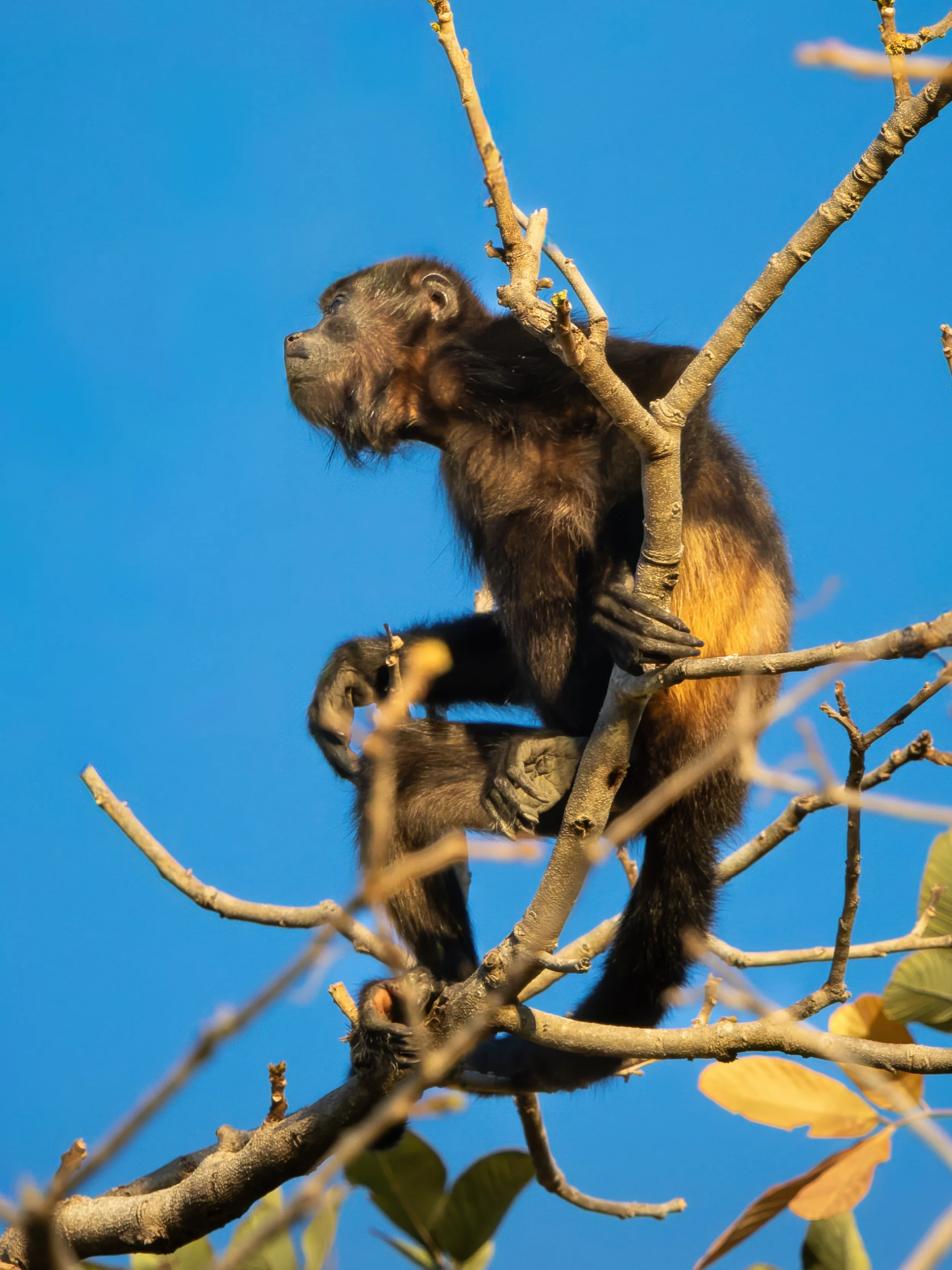 Mantled howler monkey perched in tree against blue sky, Costa Rica