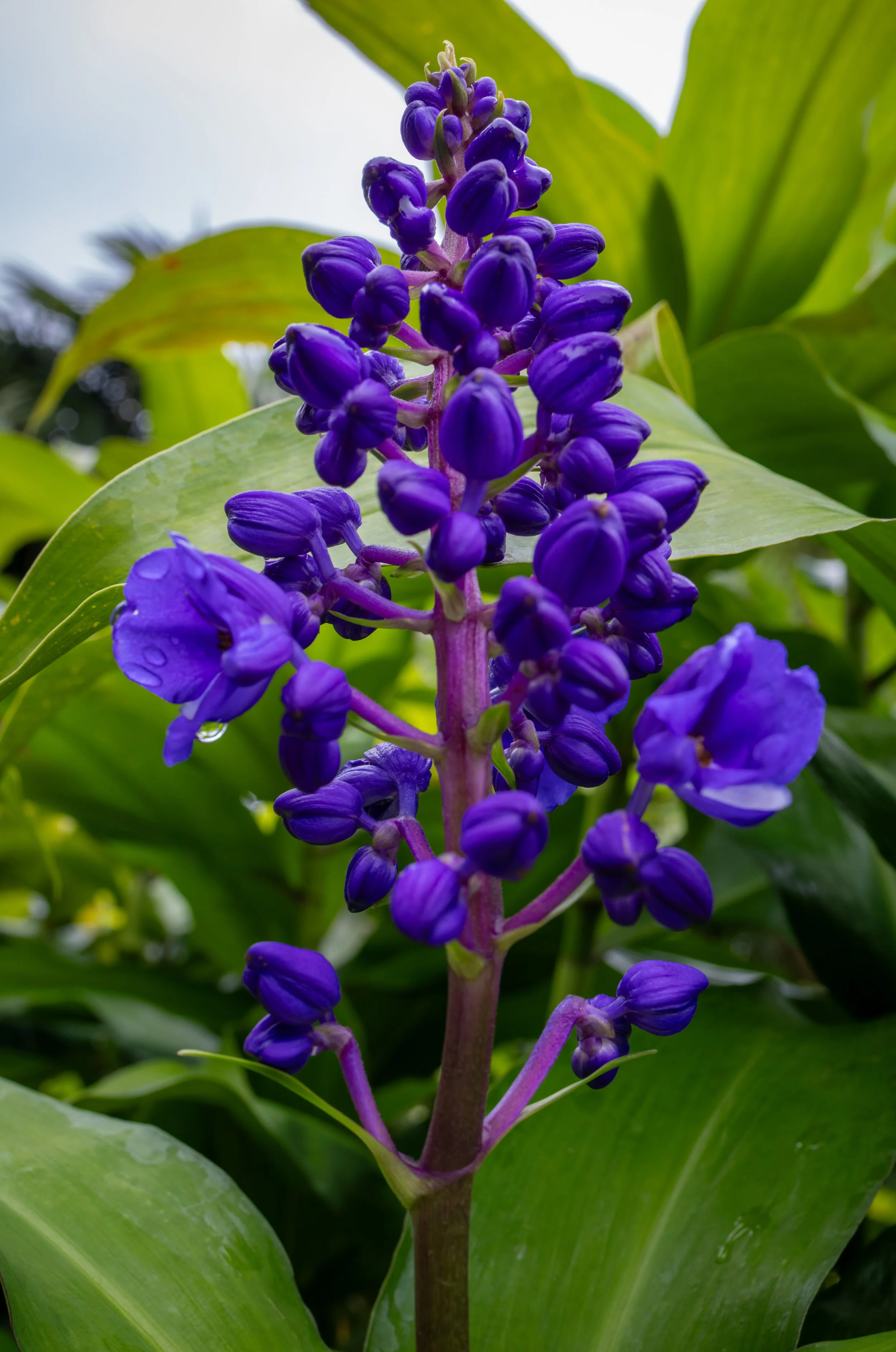 Purple ti plant flower spike, Costa Rica