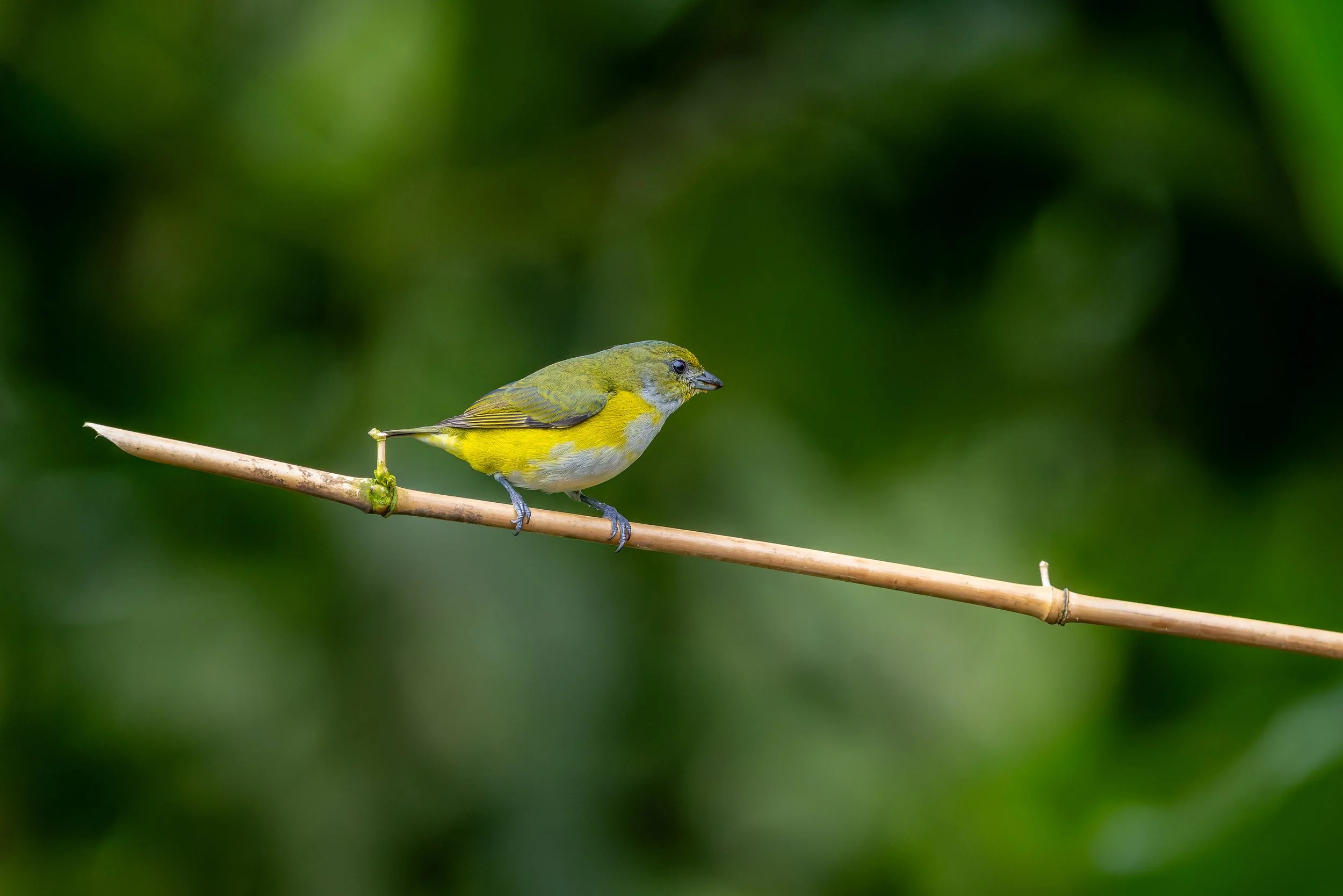 Olive-backed euphonia perched on bamboo, Costa Rica
