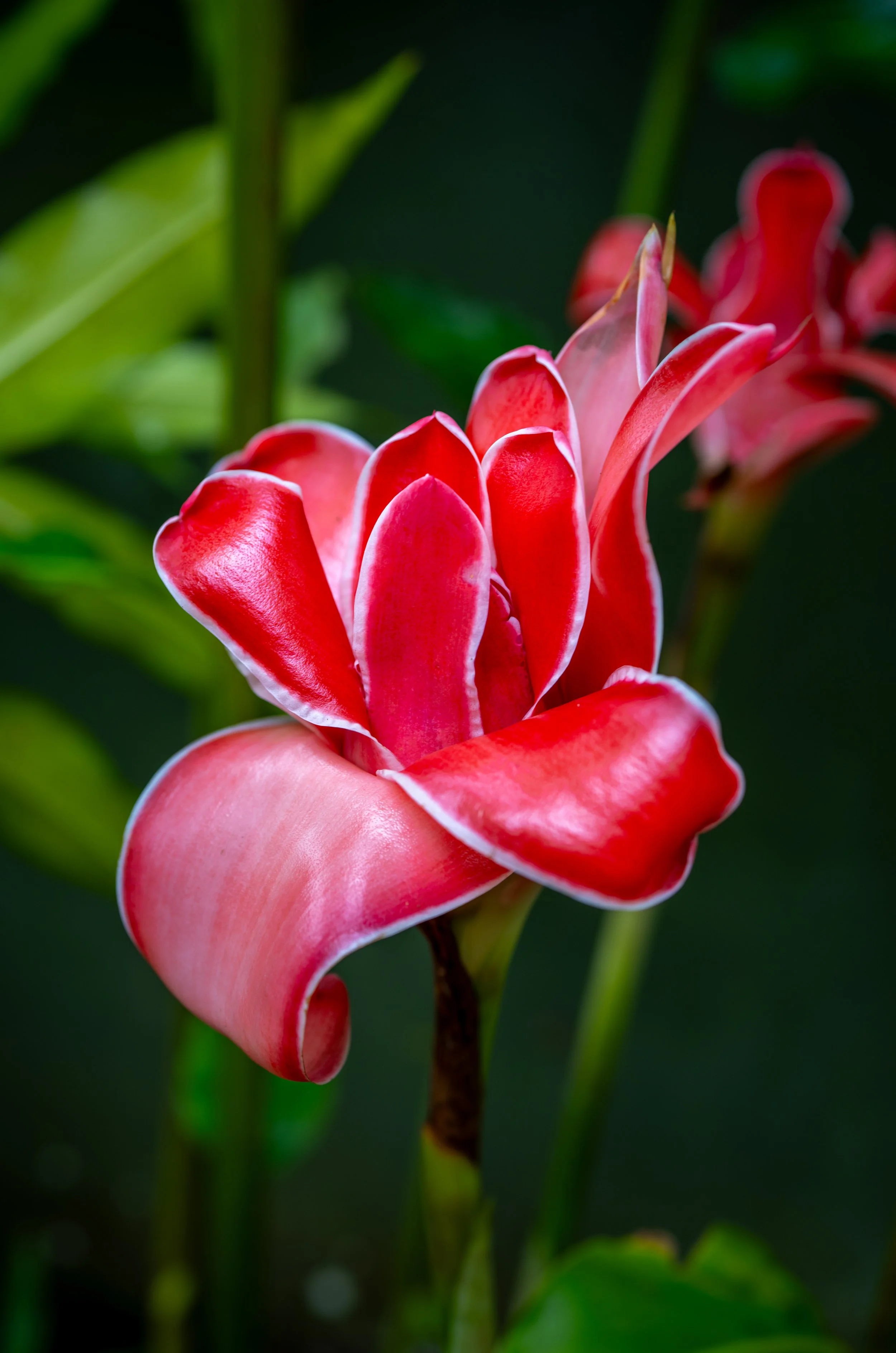 Torch ginger flower in bloom, Costa Rica
