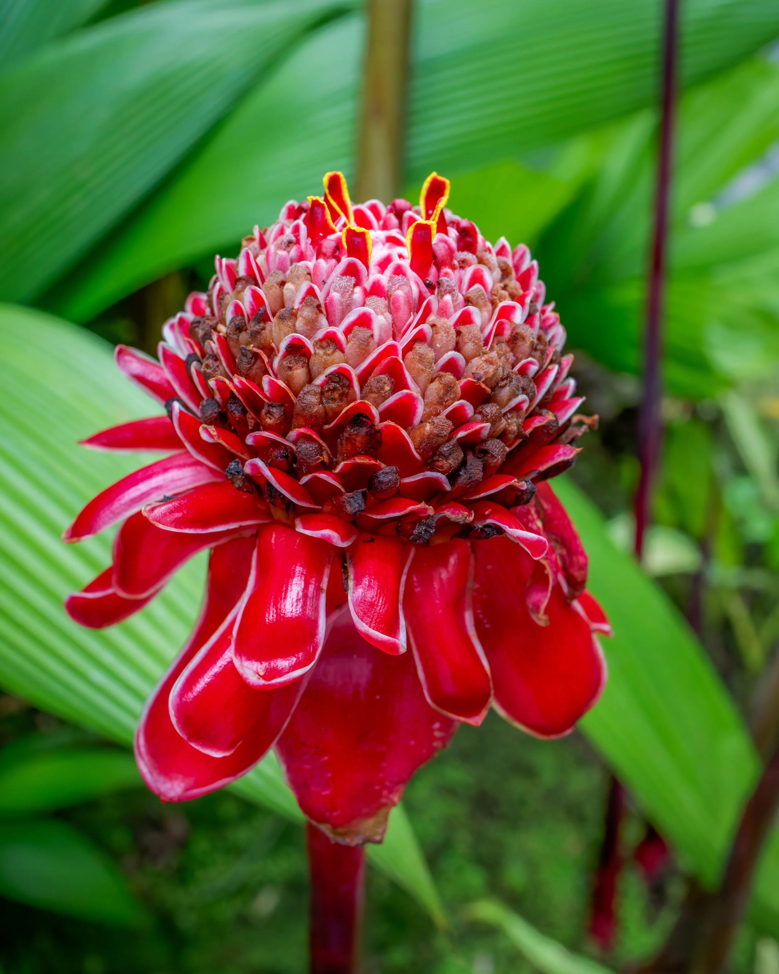 Red torch ginger flower, Costa Rica