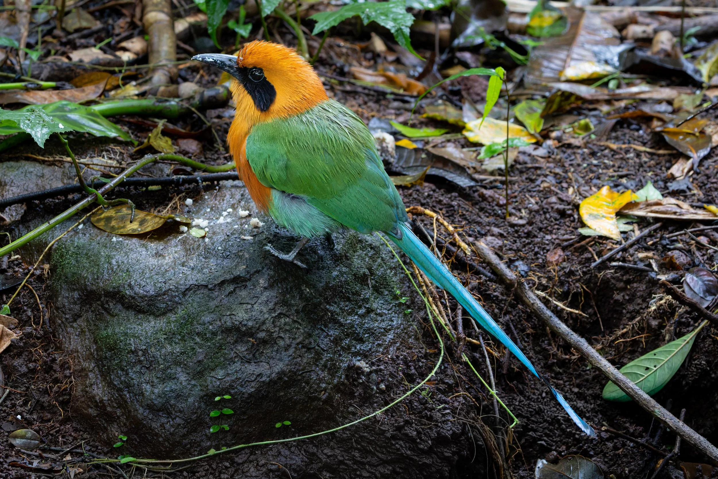 Rufous motmot perched on rock, Costa Rica