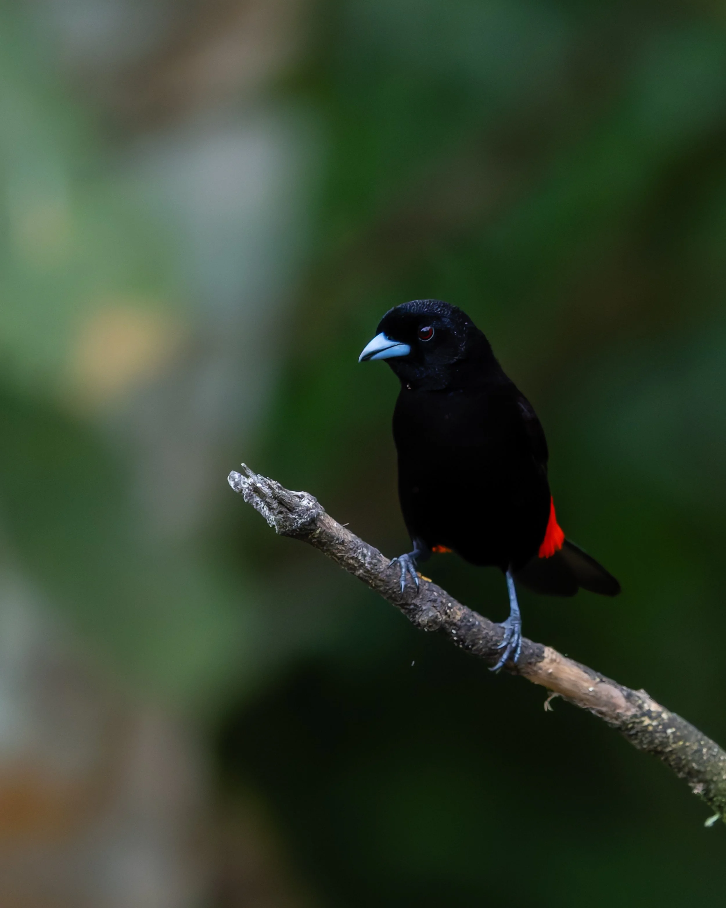 Scarlet-rumped tanager perched on branch, Costa Rica