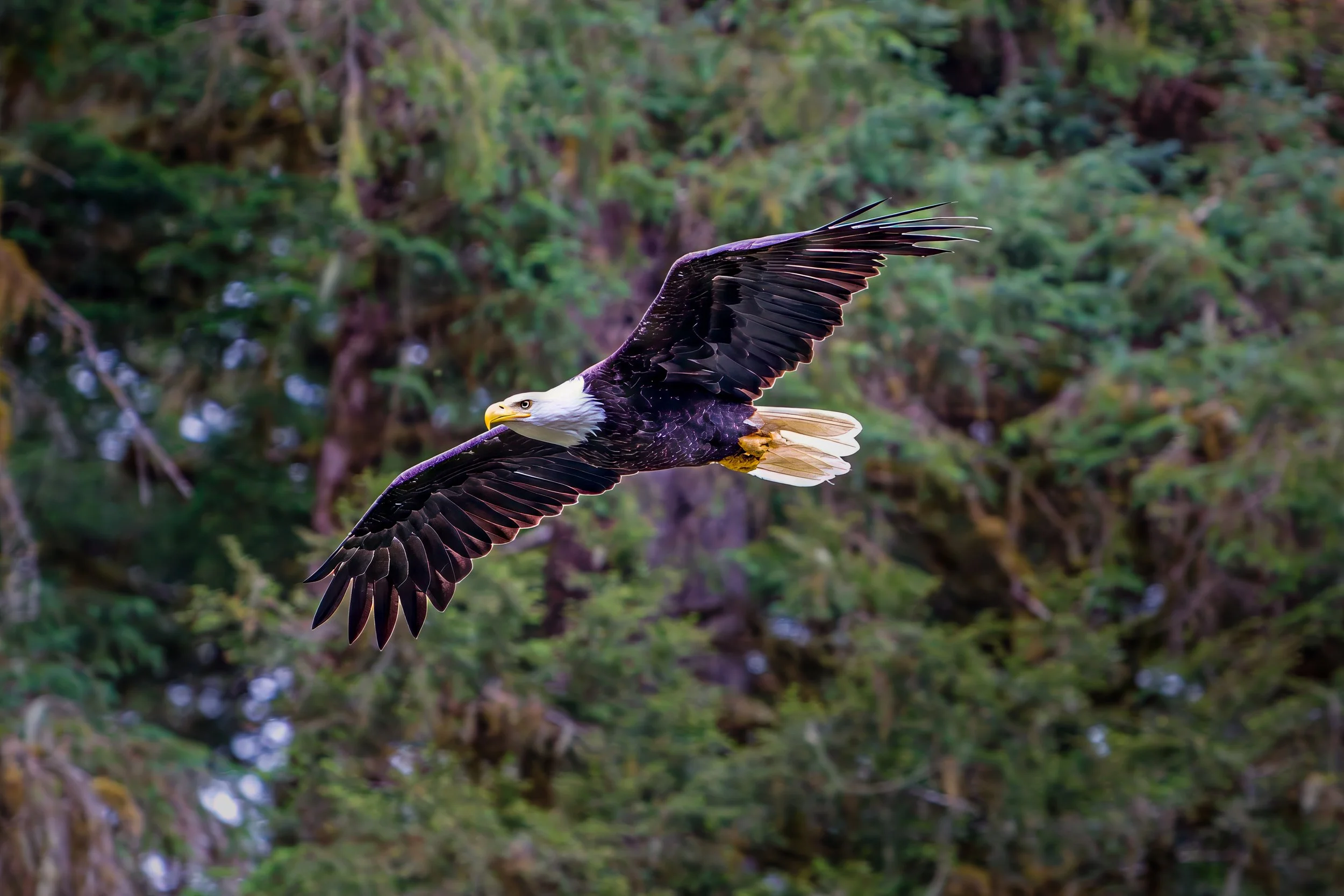 A bald eagle in flight over a forested area.