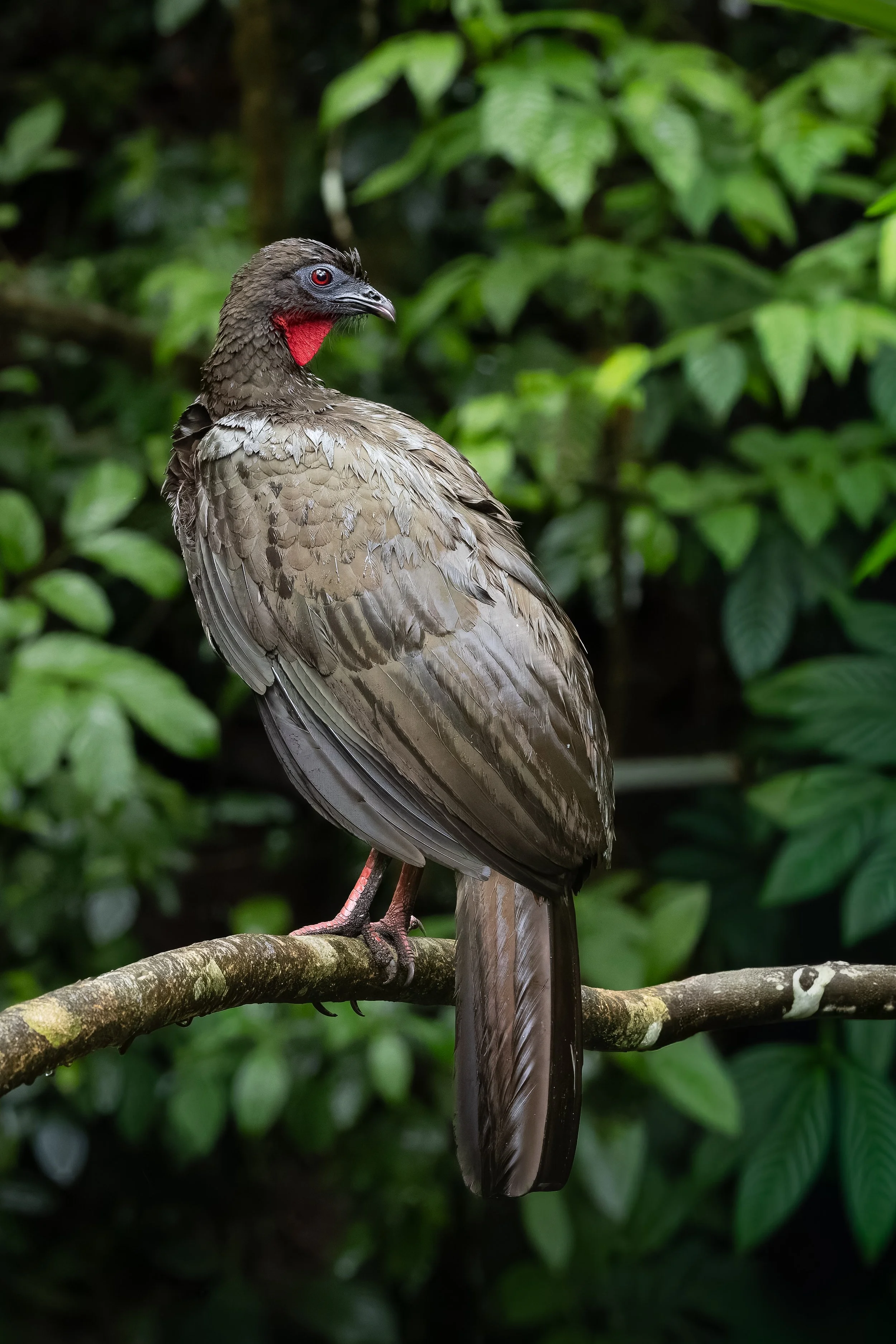 Crested guan perched on branch, Costa Rica