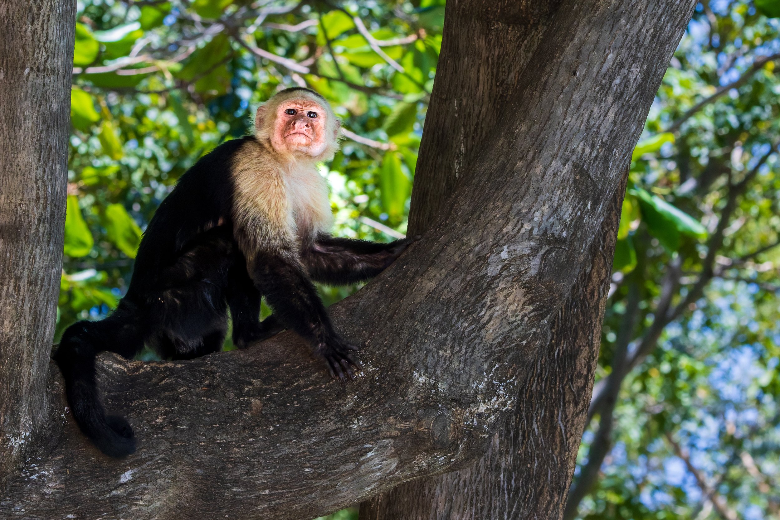White-faced capuchin monkey sitting on tree branch, Costa Rica