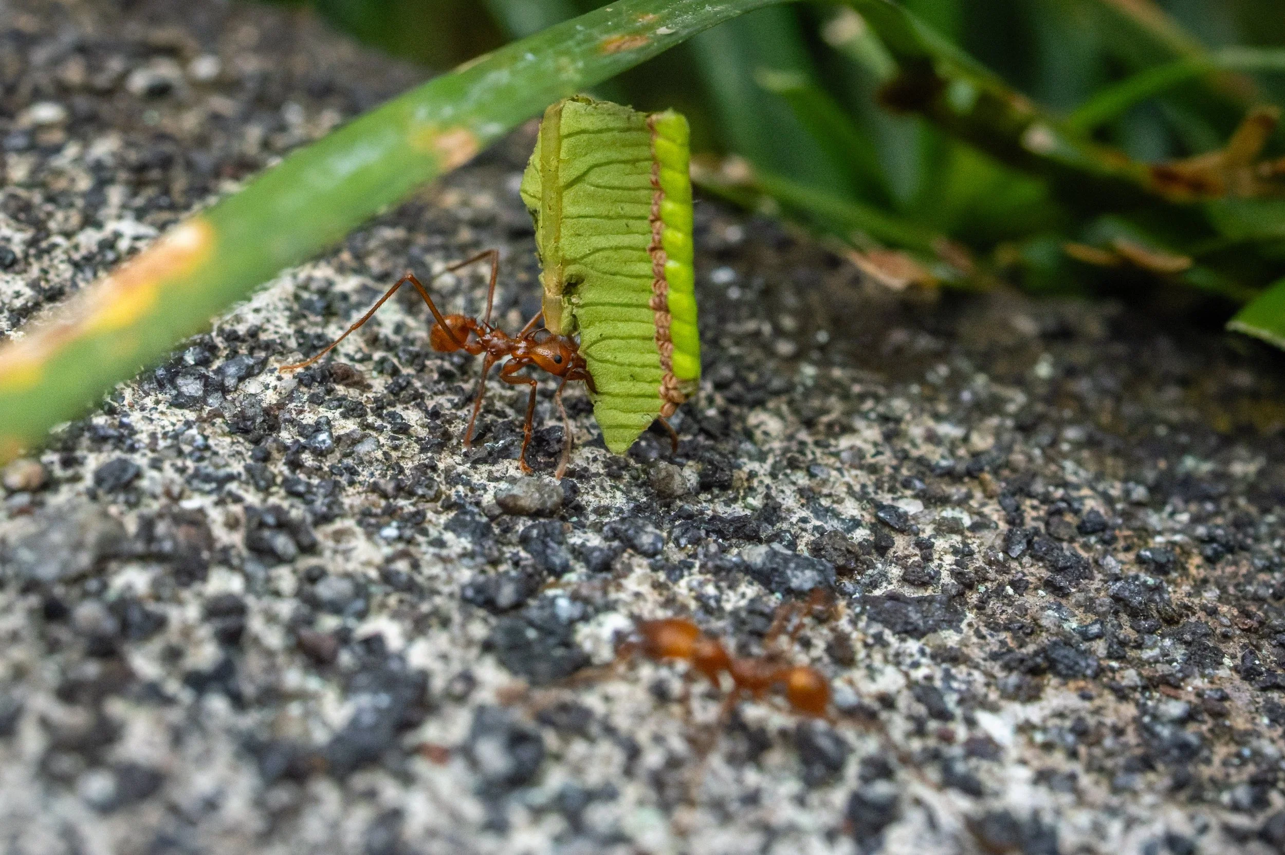 Leafcutter ant carrying leaf fragment, Costa Rica