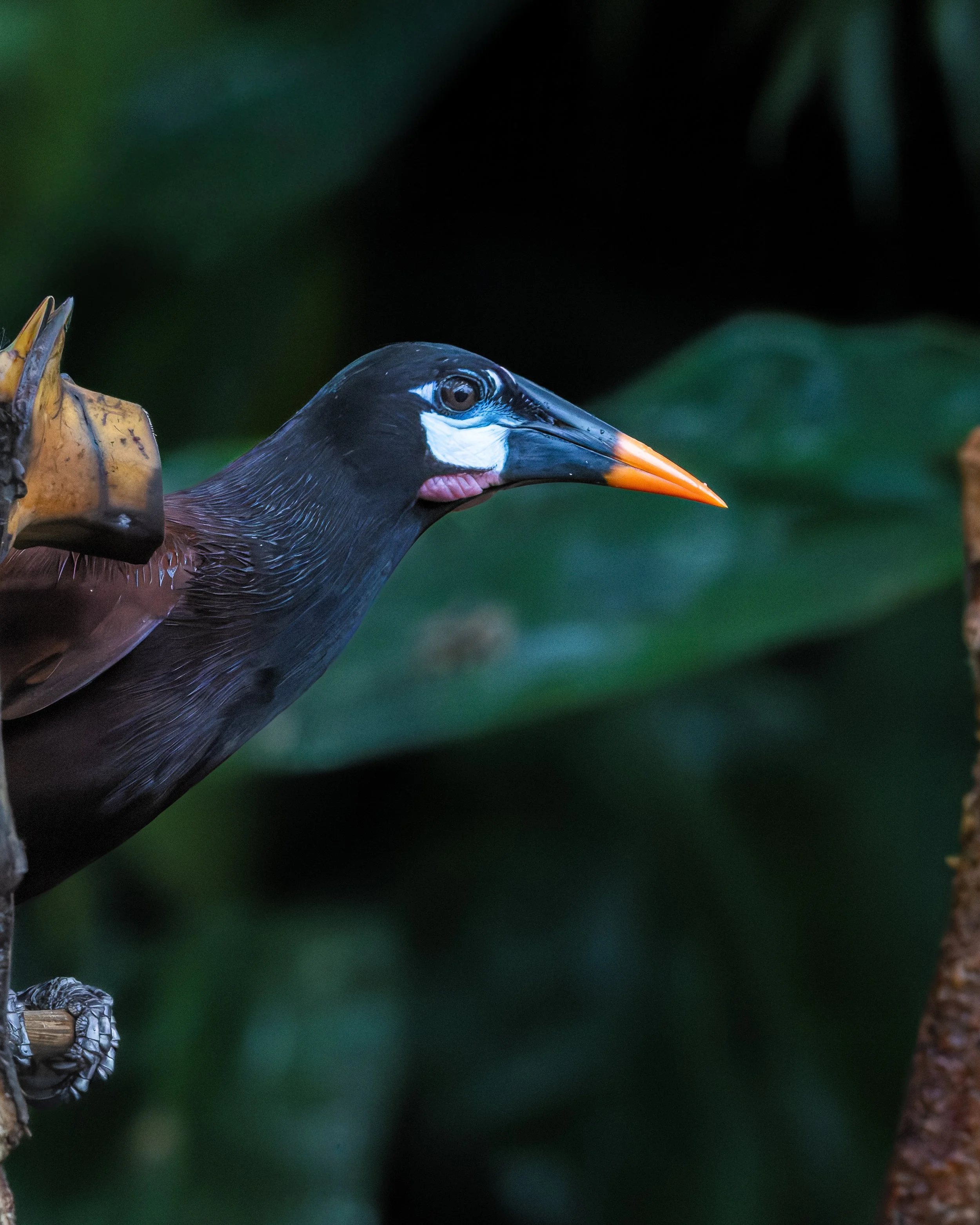 Montezuma oropendola perched on branch, Costa Rica