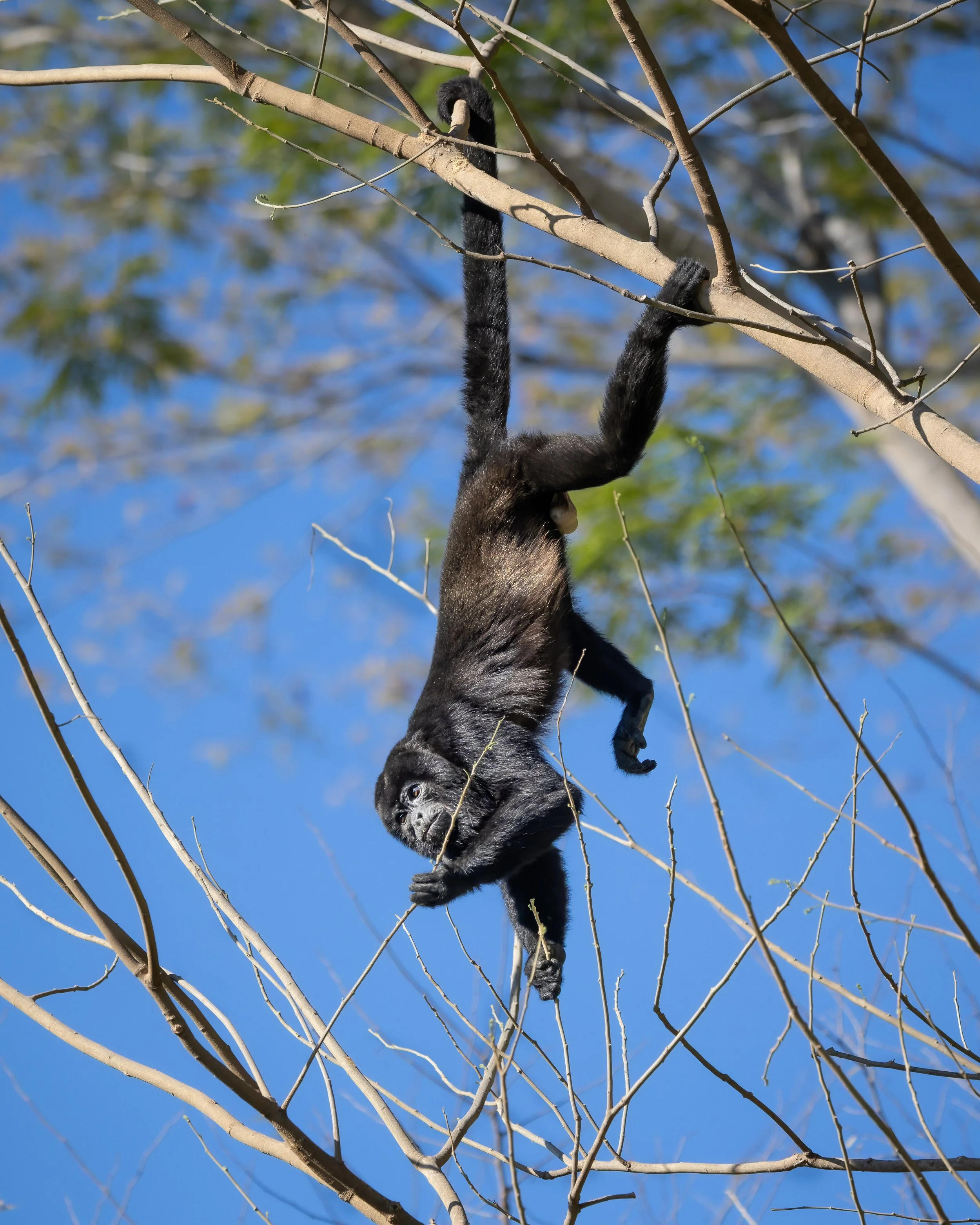 Mantled howler monkey hanging by one arm against blue sky, Costa Rica