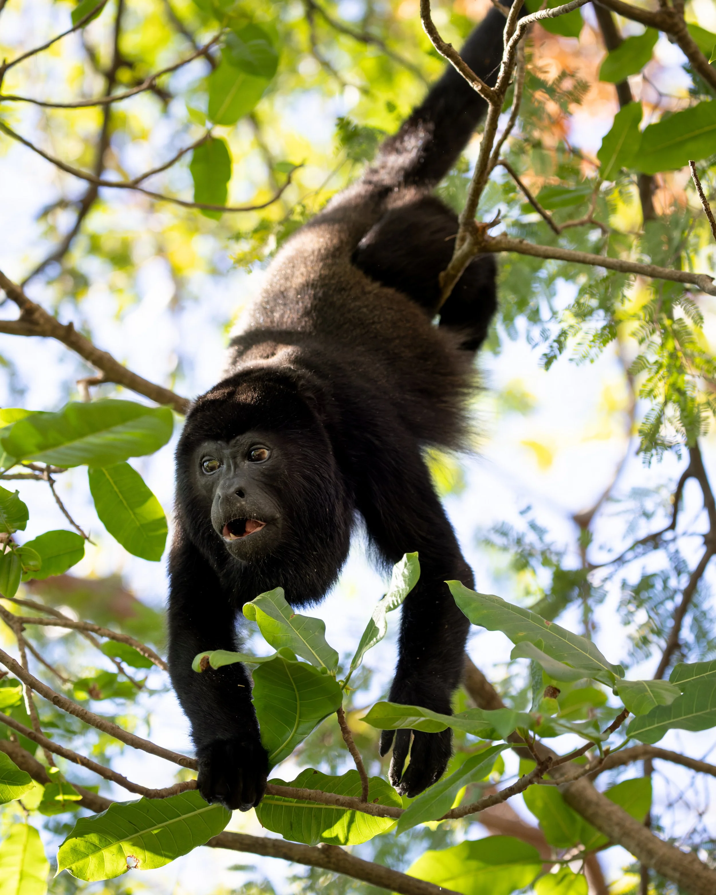 A black and brown gorilla hanging upside down from a tree branch among green leaves.