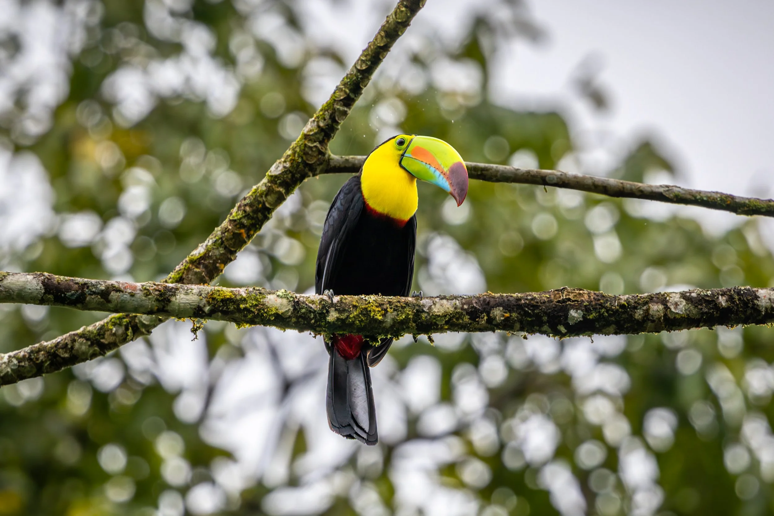 Keel-billed toucan perched on mossy branch, Costa Rica