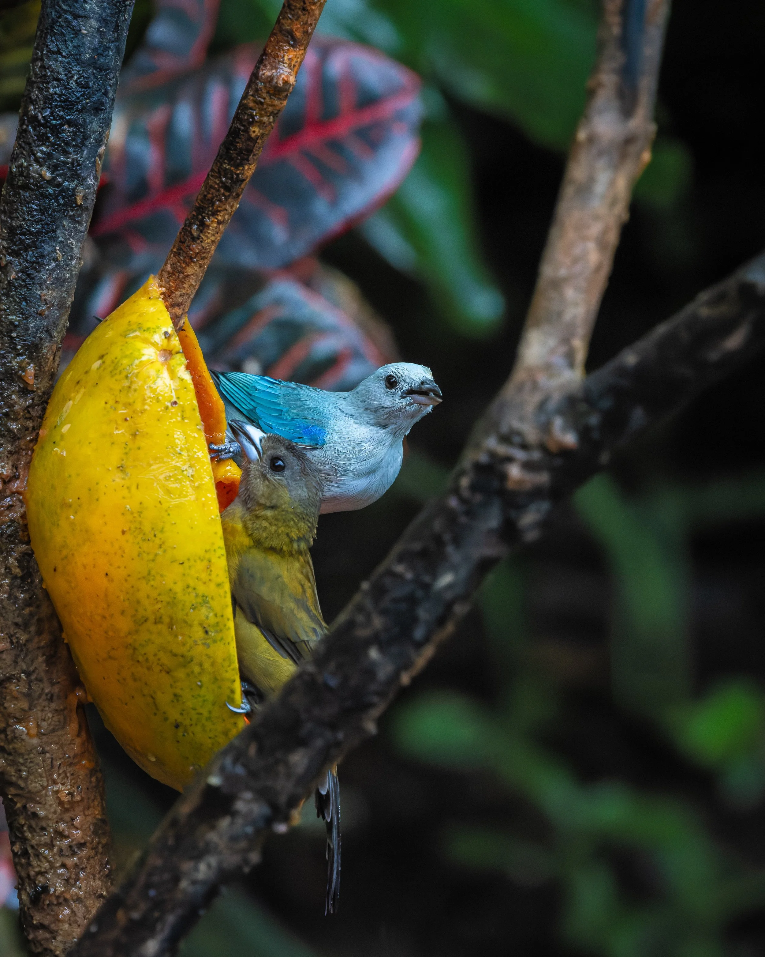 Blue-gray tanager and palm tanager feeding on papaya, Costa Rica